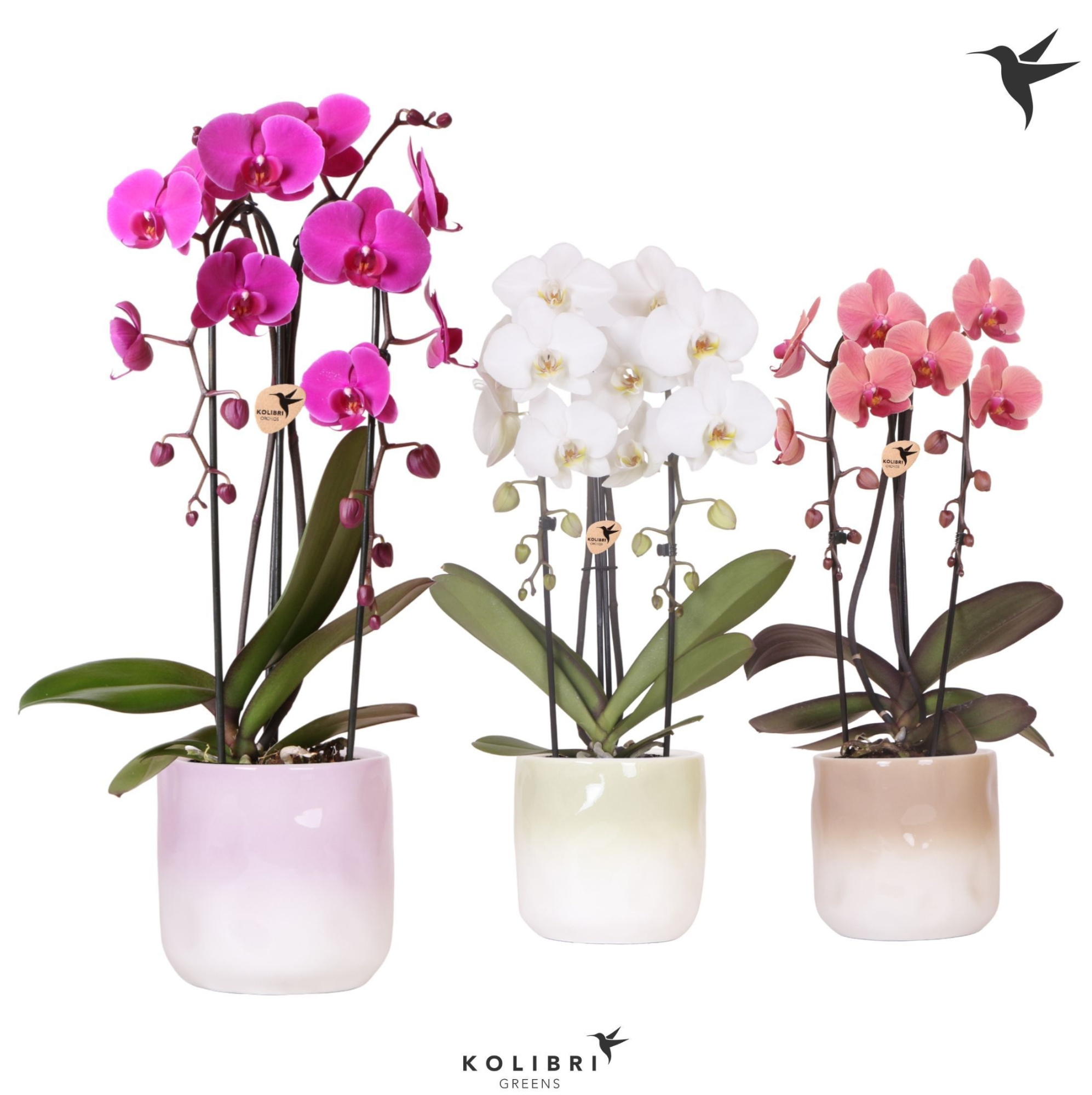 Kolibri Orchids Cascade Niagara Fall mix 2 spike in Gradience pot mix, D 12 cm