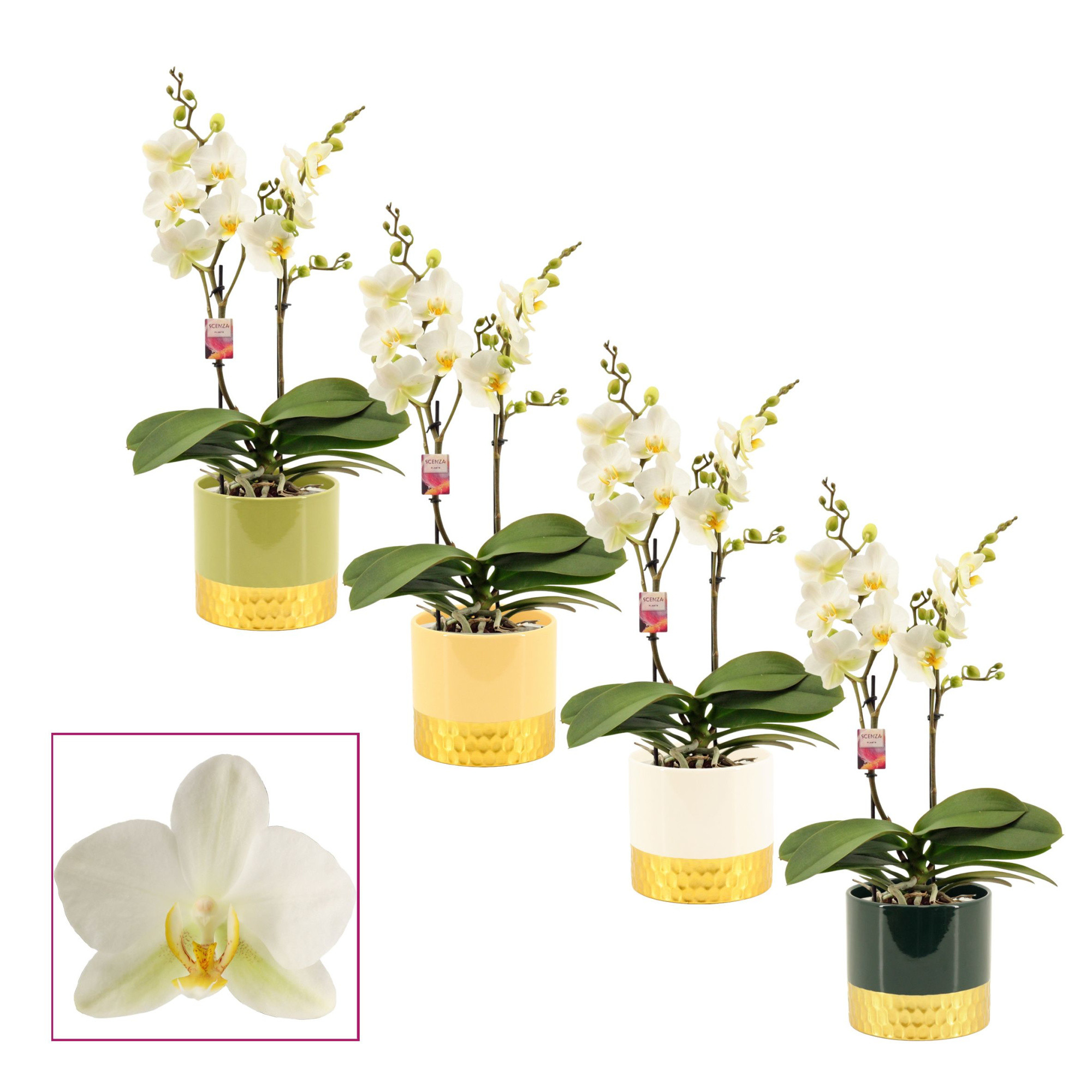 Phalaenopsis multiflora 2 tak Lausanne in Frederique (Top blend-, D 12 cm