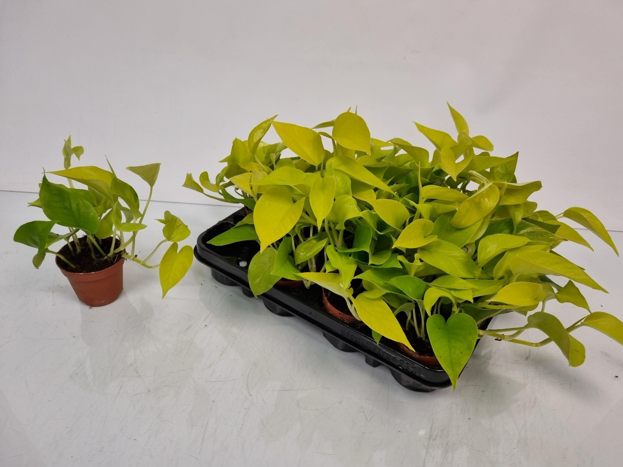 Epipremnum Golden Pothos, D 8,5 cm