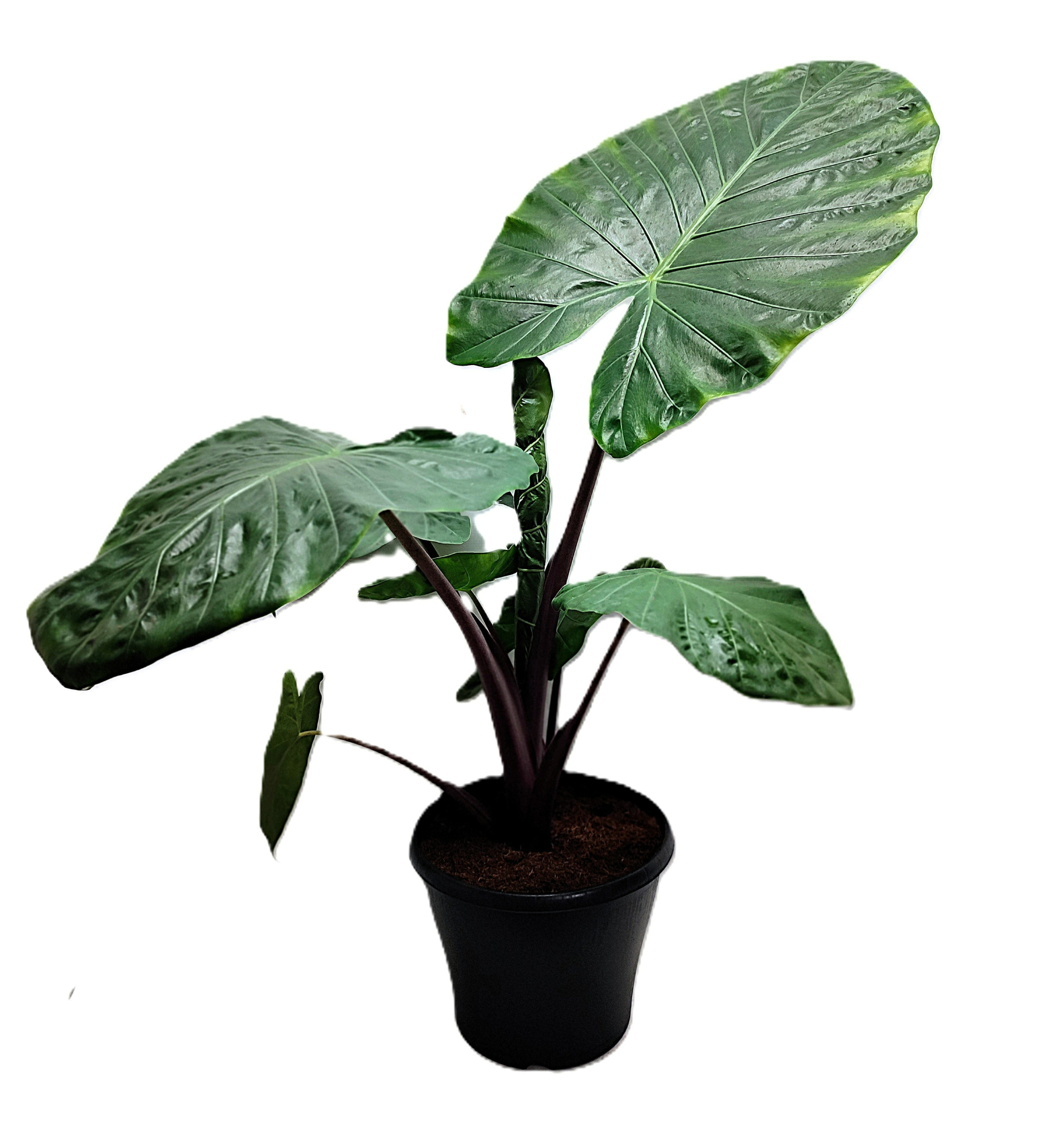 Alocasia Imperial Red, D 29 cm