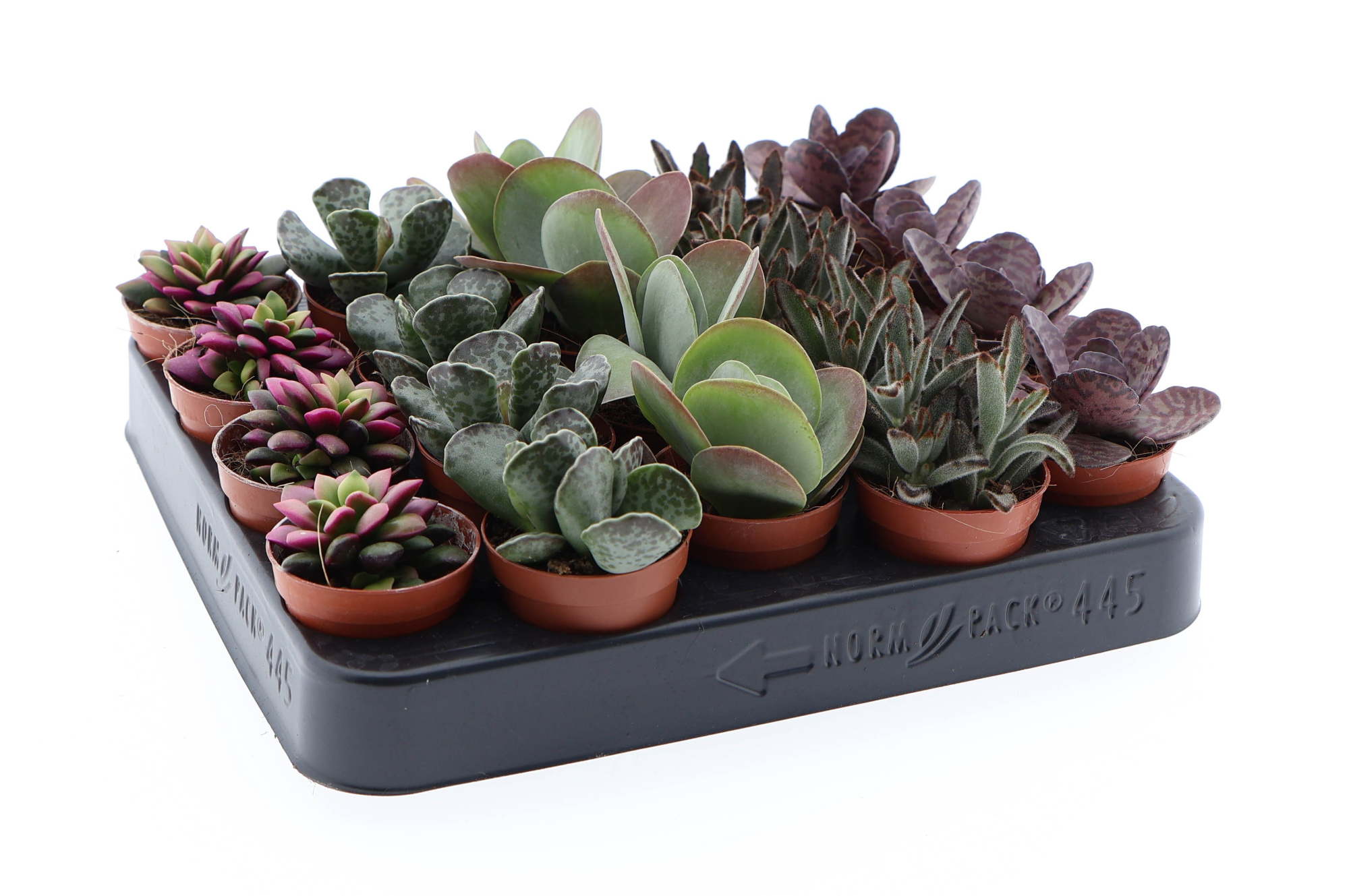 Succulenten Excellent mix, D 5,5 cm