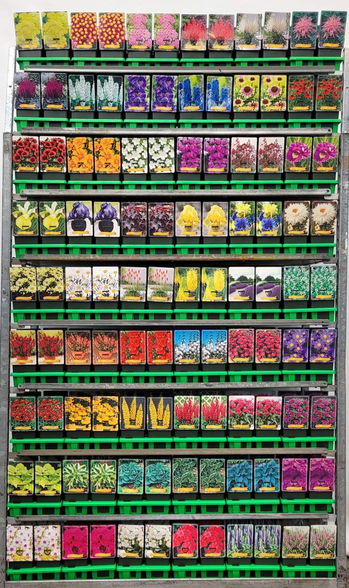 Supersortiment vaste planten mix CC P11, D 11 cm