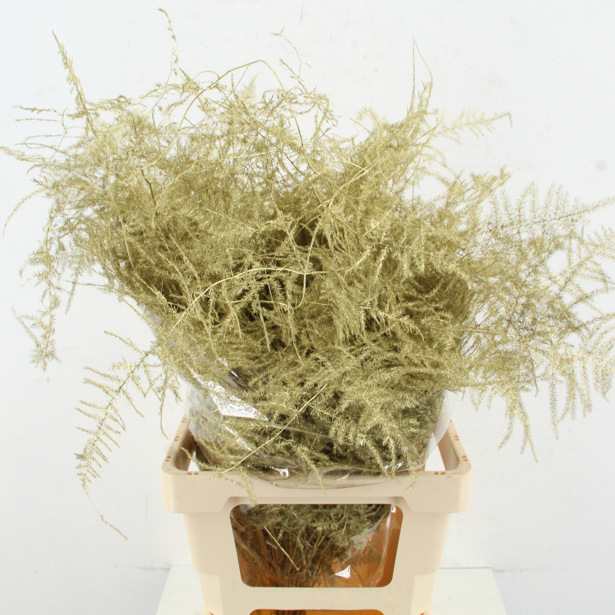 Аспарагус Овериг Крашеный (краш. ) 60, шт.