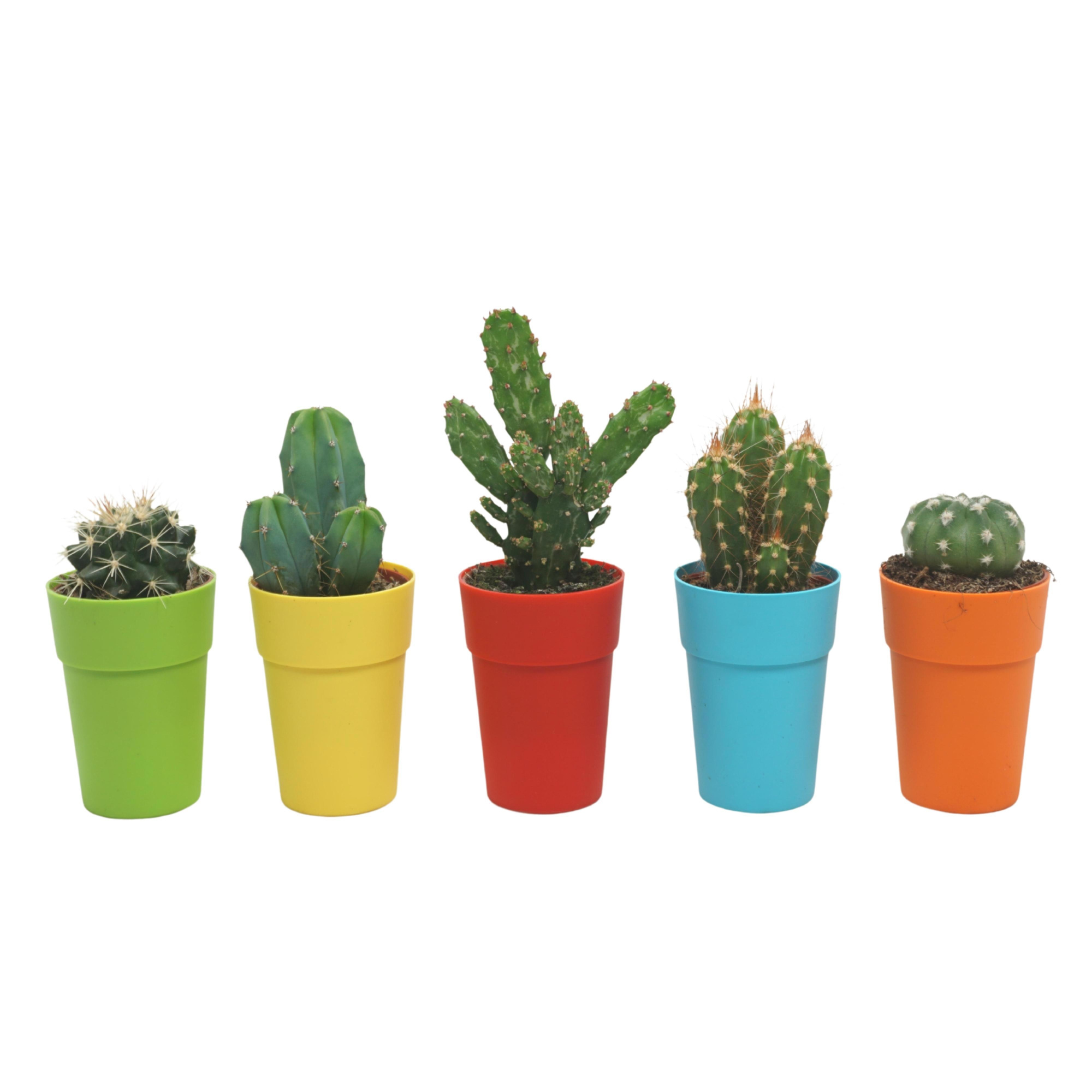 Cactus mix 5,5 cm in kleurig gerecycled kunststof potje, D 5,5 cm