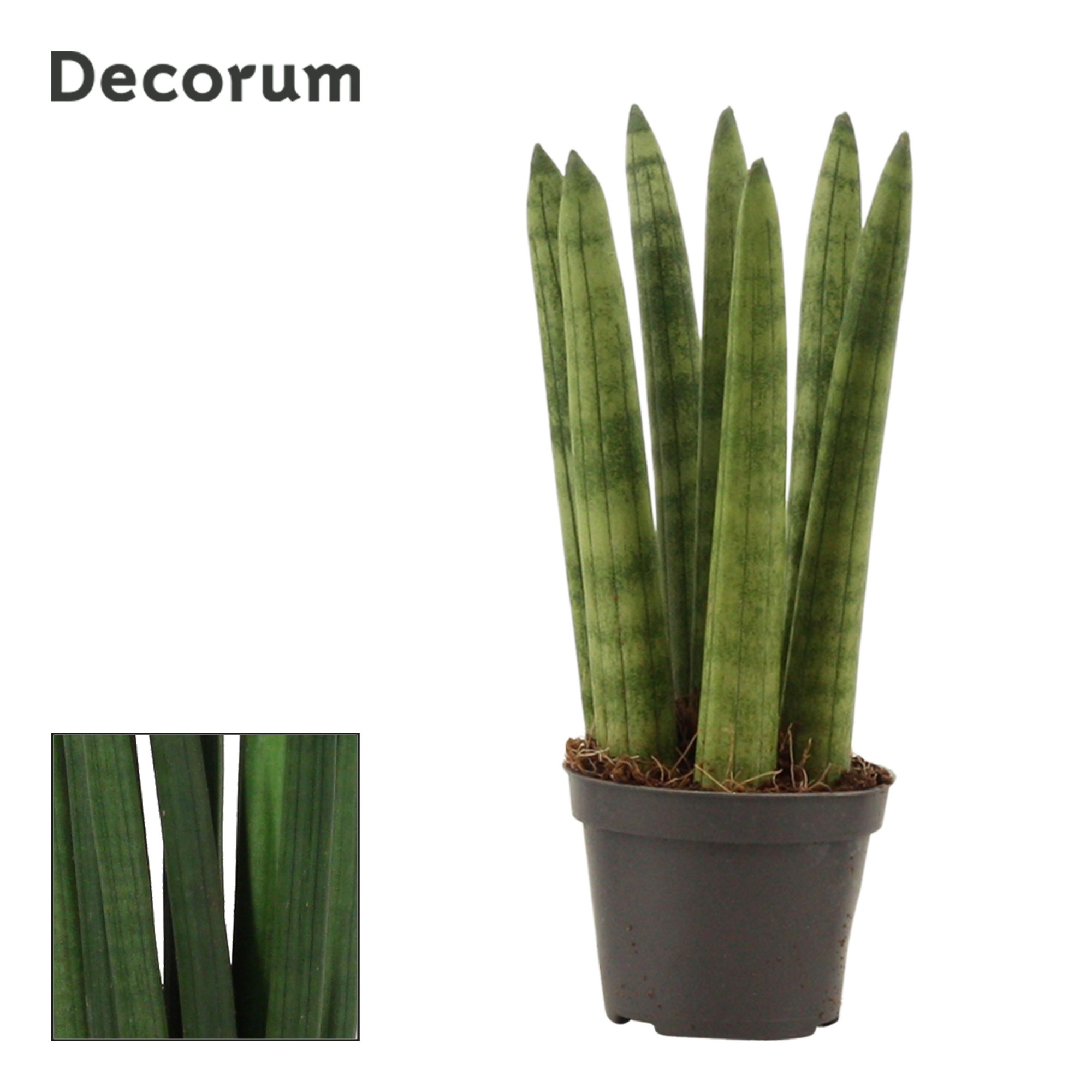Sansevieria Cylindrica 6 cm Straight (Decorum), D 6 cm