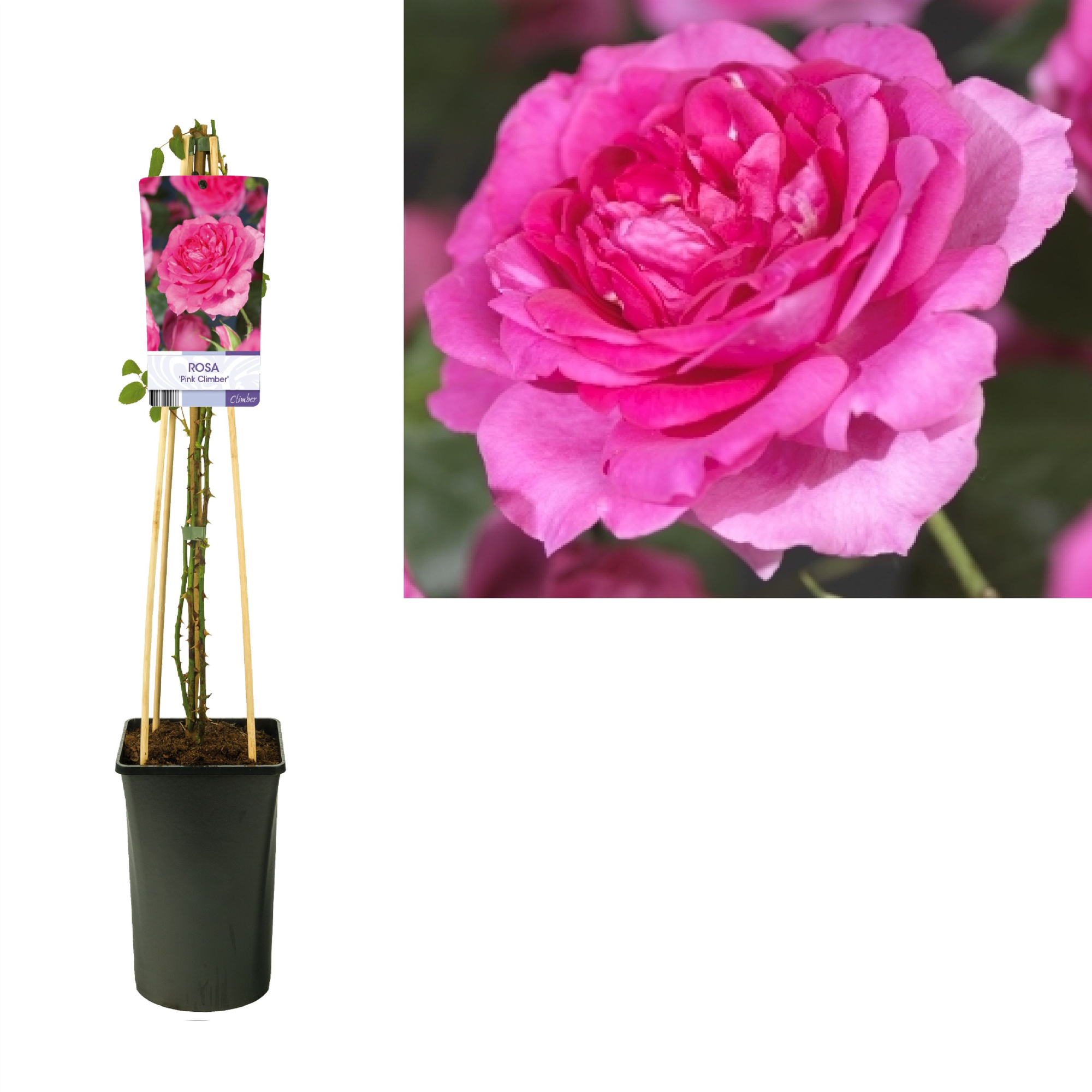 Rosa 'Pink Climber' +light label, D 17 cm
