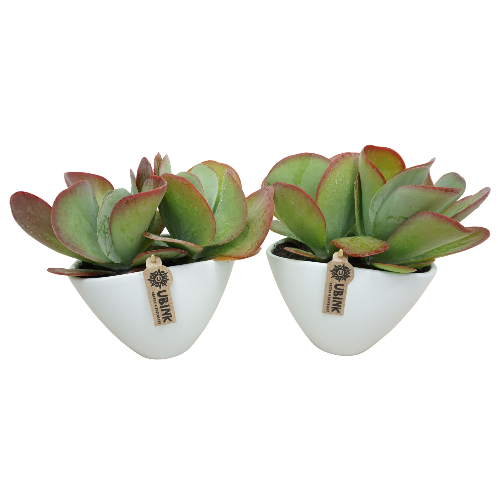 Kalanchoë red lips in 25 cm 'Wit Ovaal', D 25 cm