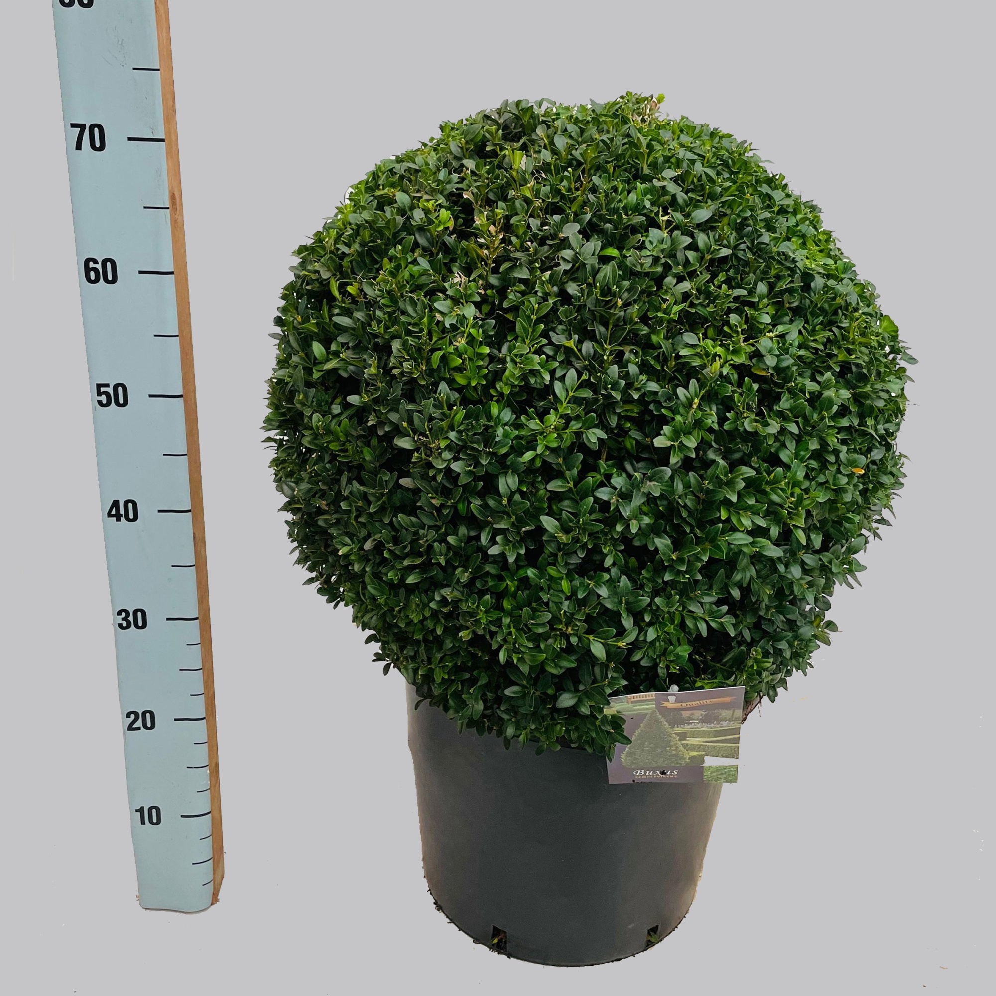 Buxus semp. bol 45 cm C20, D 37 cm