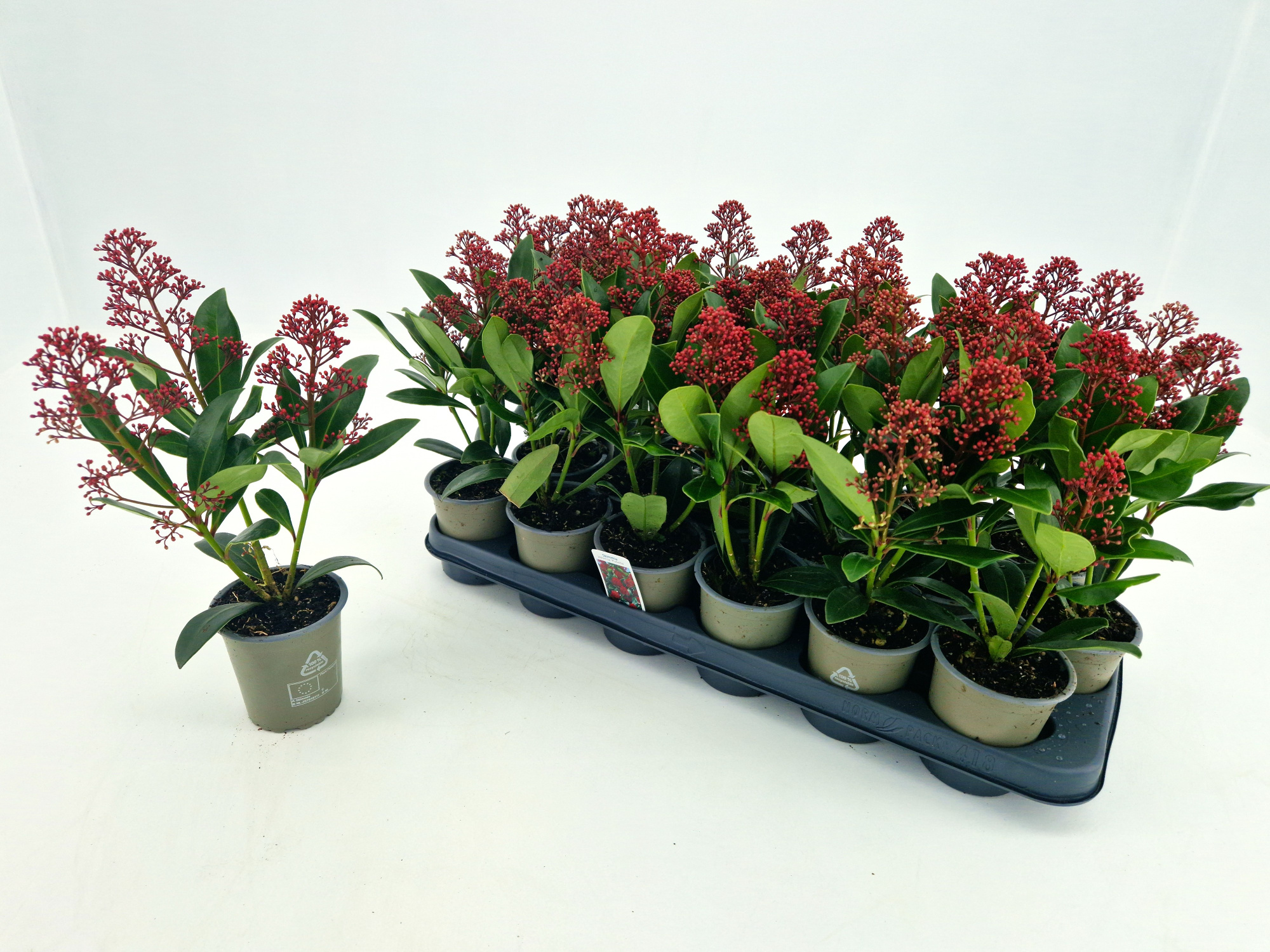 skimmia jap rubella p9 3 bloem, D 9 cm
