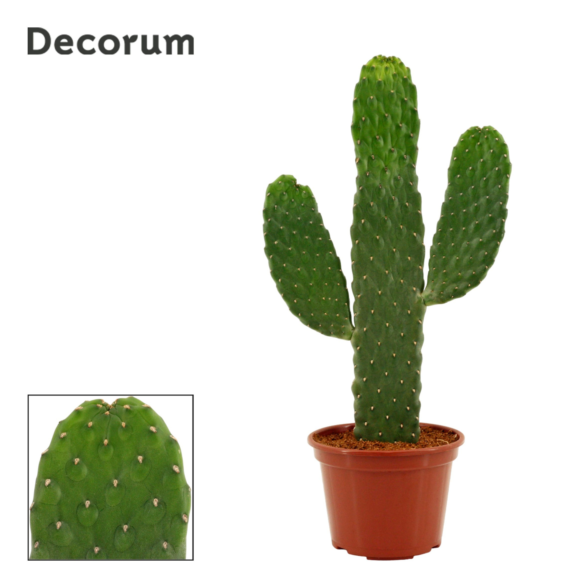 Opuntia Consolea Rubescens 14 cm (Decorum), D 14
