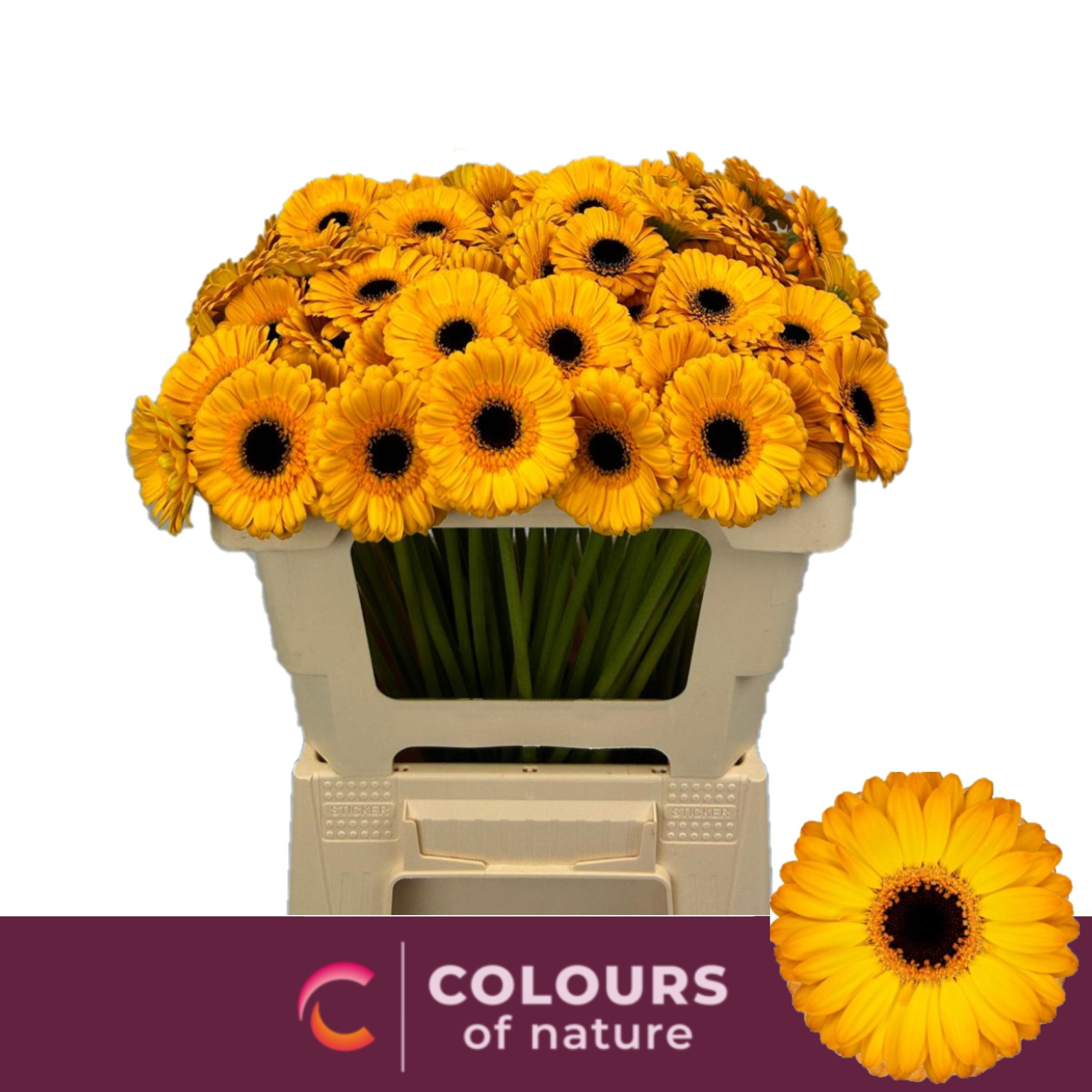 Гермини Солеро, шт.