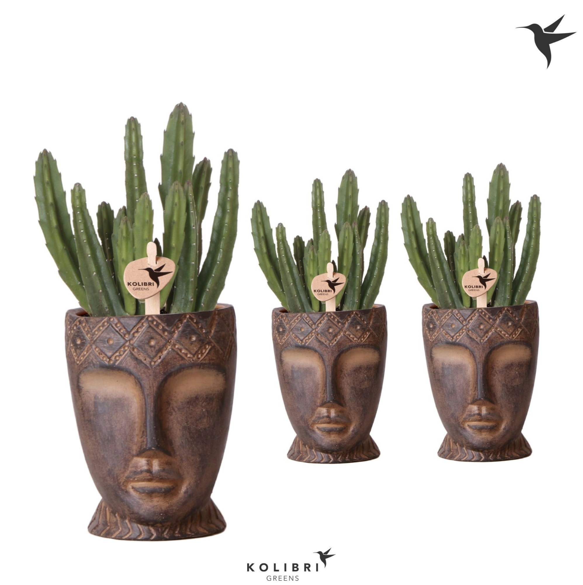Kolibri Greens Stapelia Leendertziae in Totem Mask pot, D 9 cm