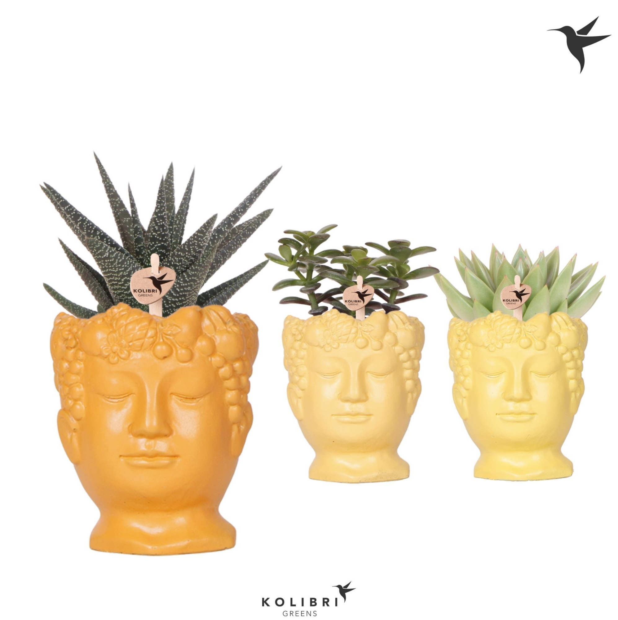 Kolibri Greens Succulenten mix in Fruity Head pot yellow mix, D 9 cm