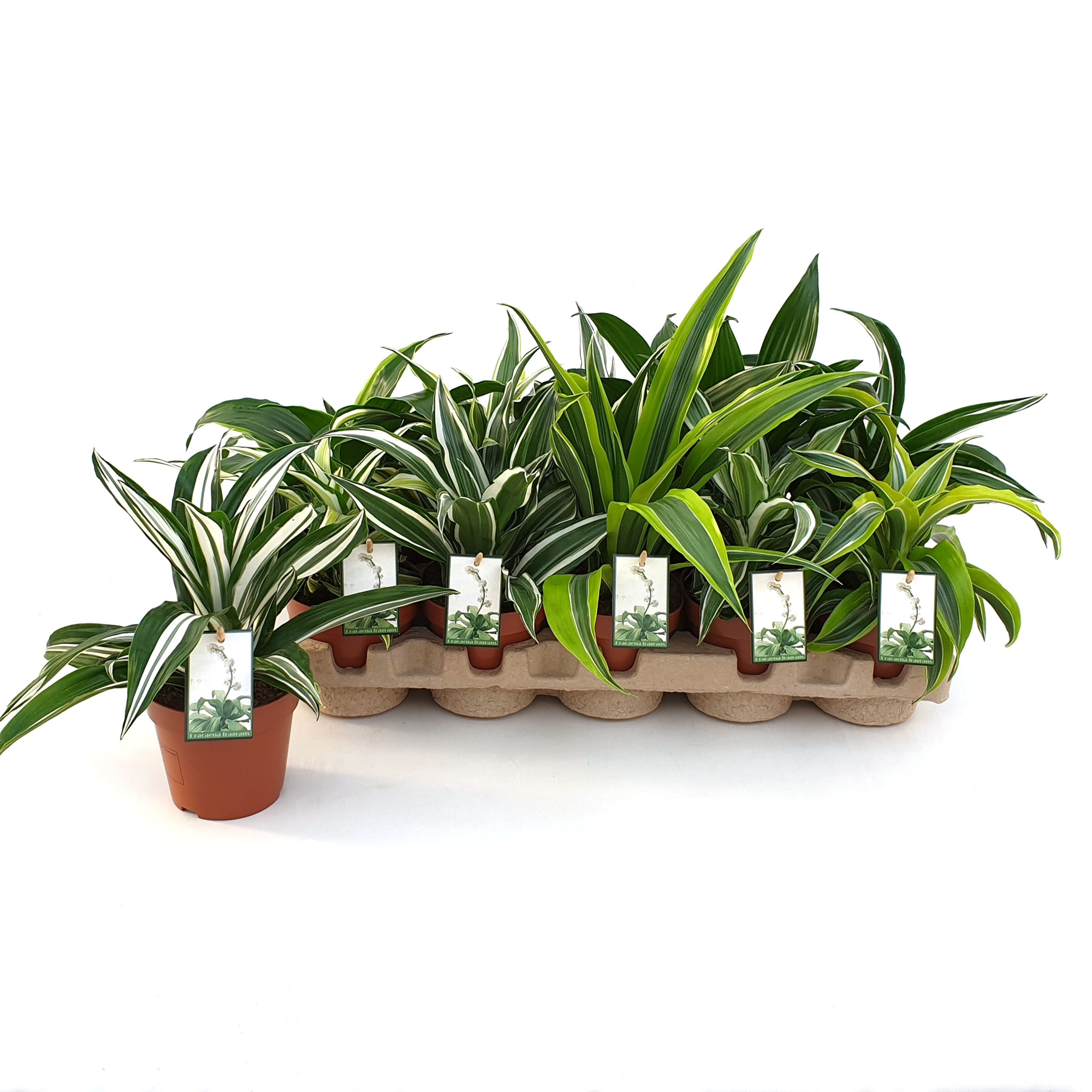 Dracaena Dragonmix max. 10 soorten in EcoExpert tray met luxe etiket, D 12 cm