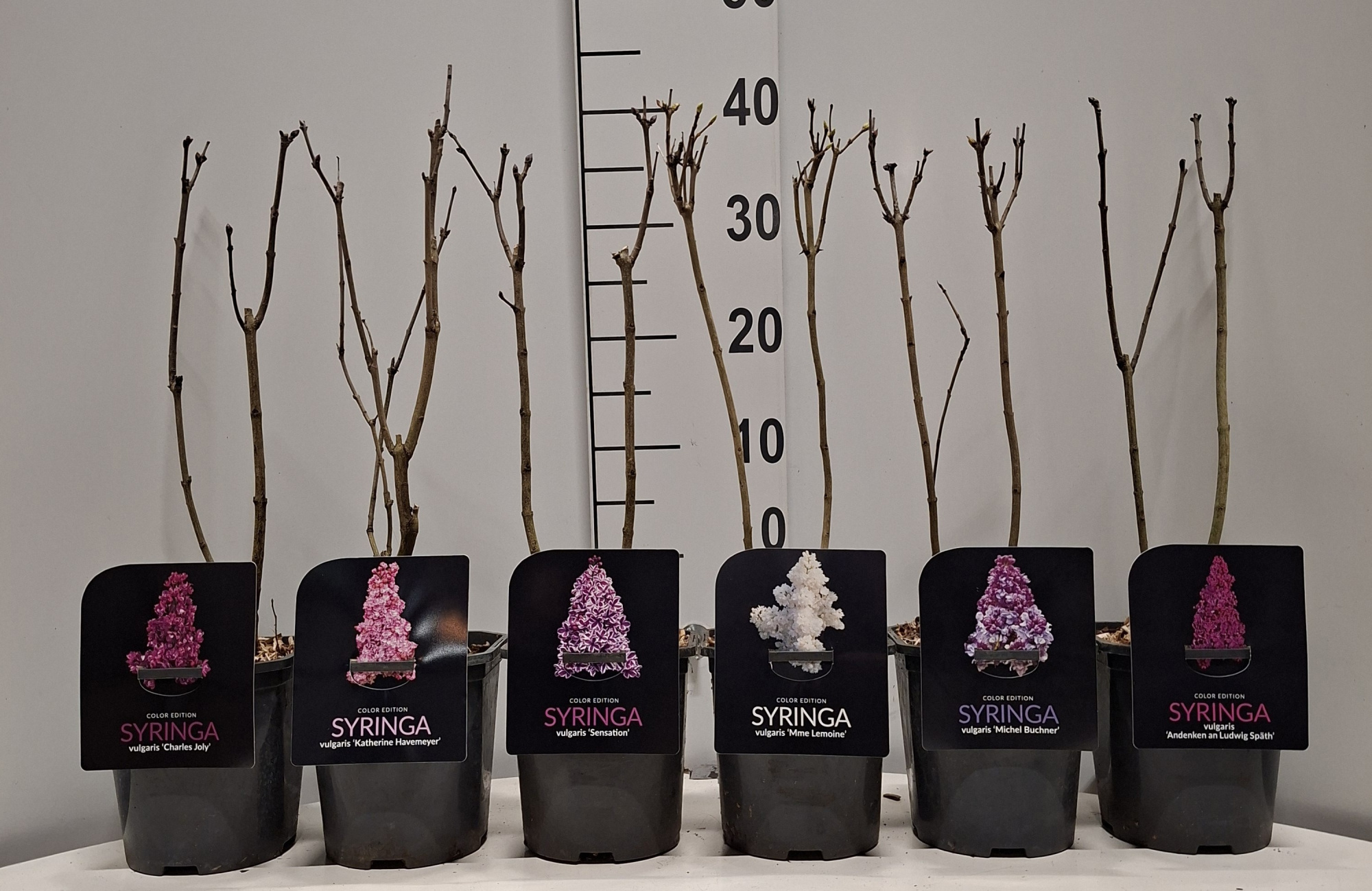 Syringa vulgaris In Cultivars, D 17