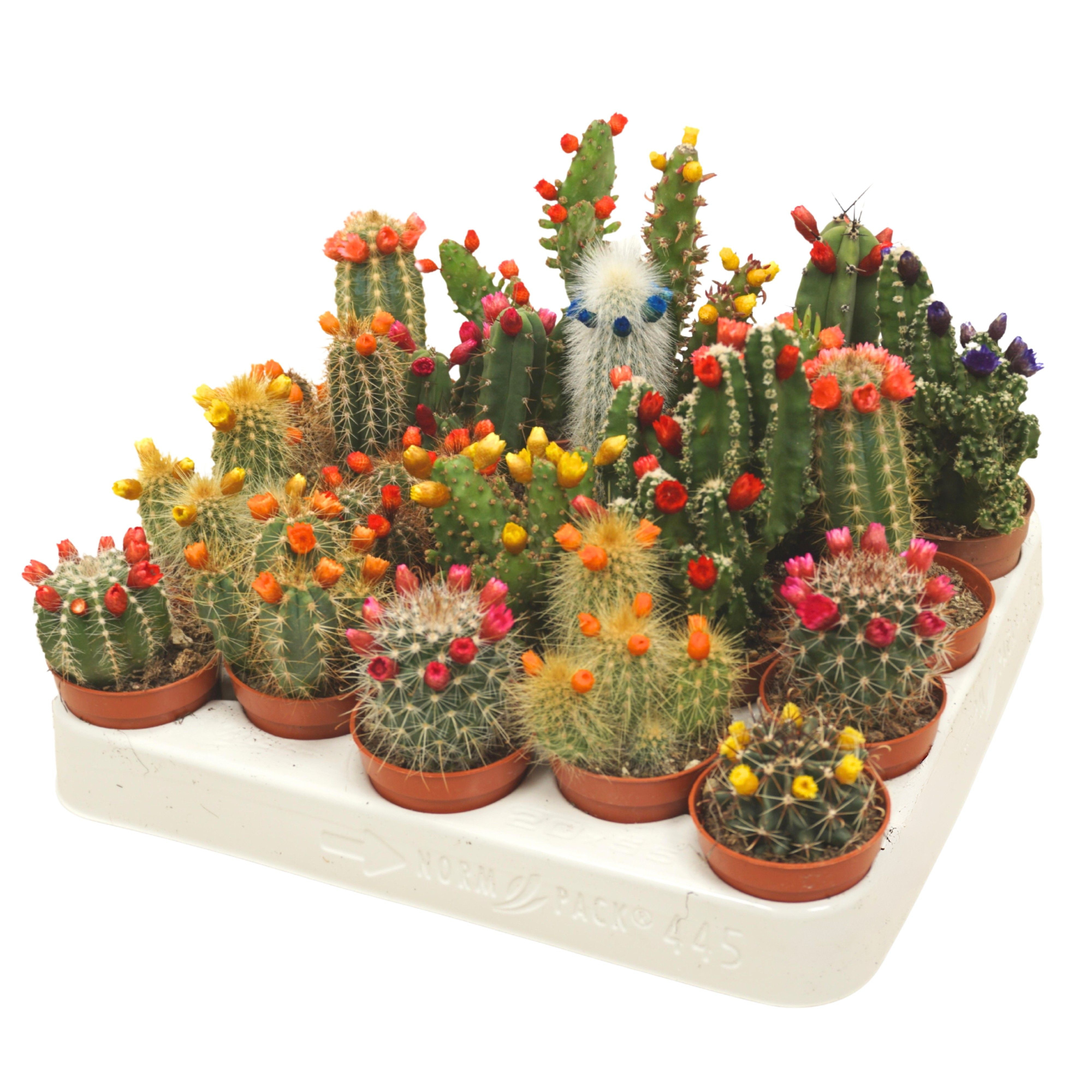 Cactus mix strobloem 5,5 cm, D 5,5