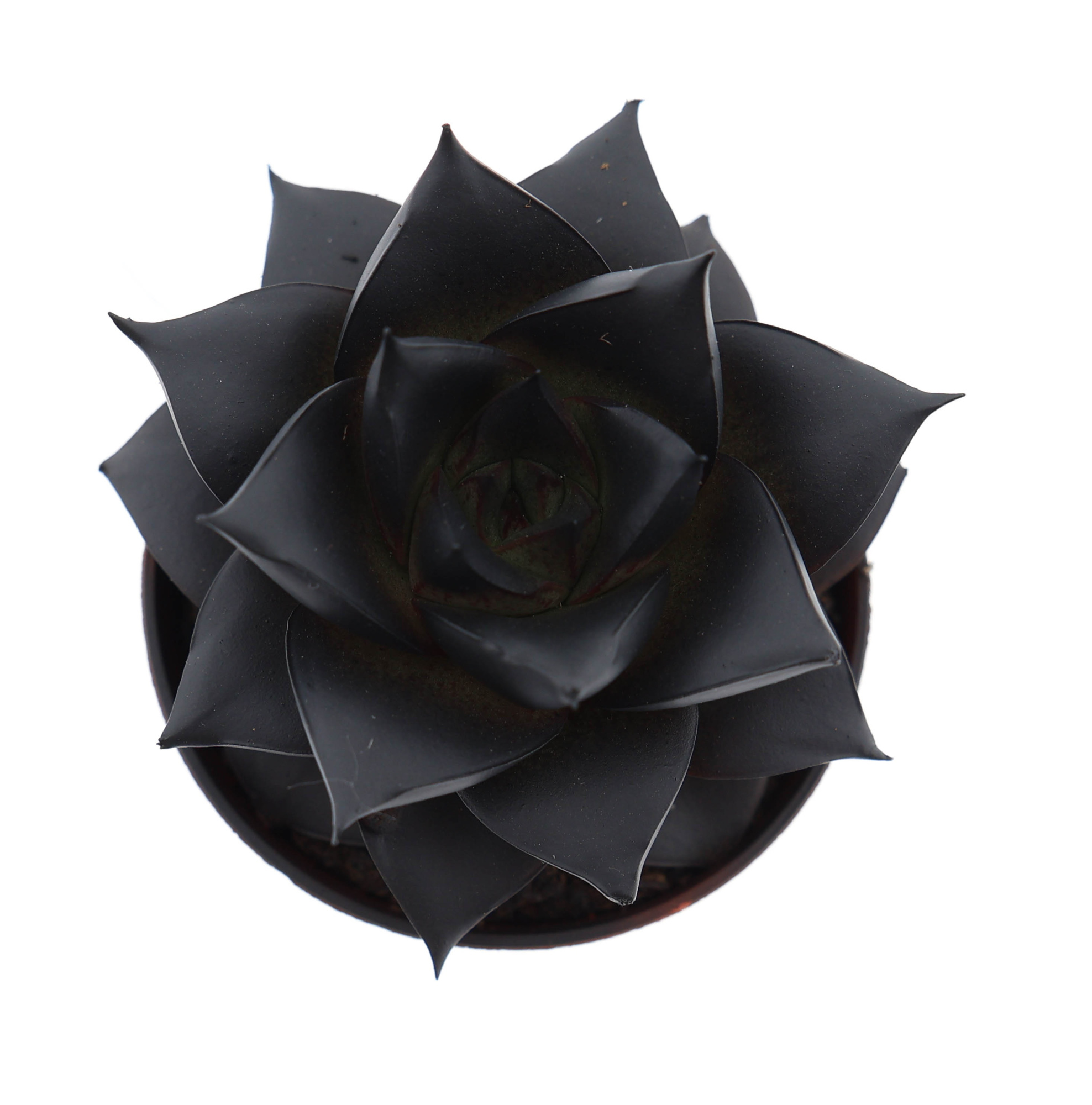 Rainbow purper deep black, D 5,5