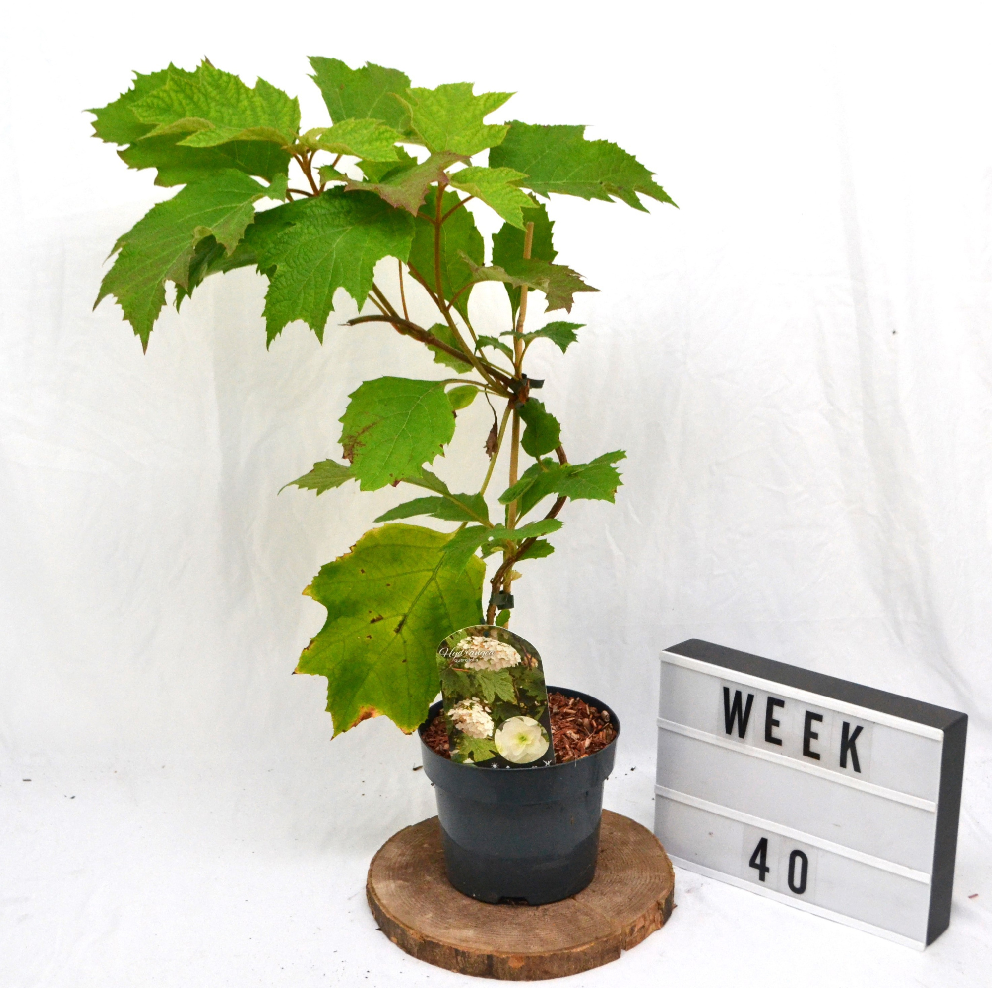 Hydrangea quercifolia C3 30-40, D 19 cm