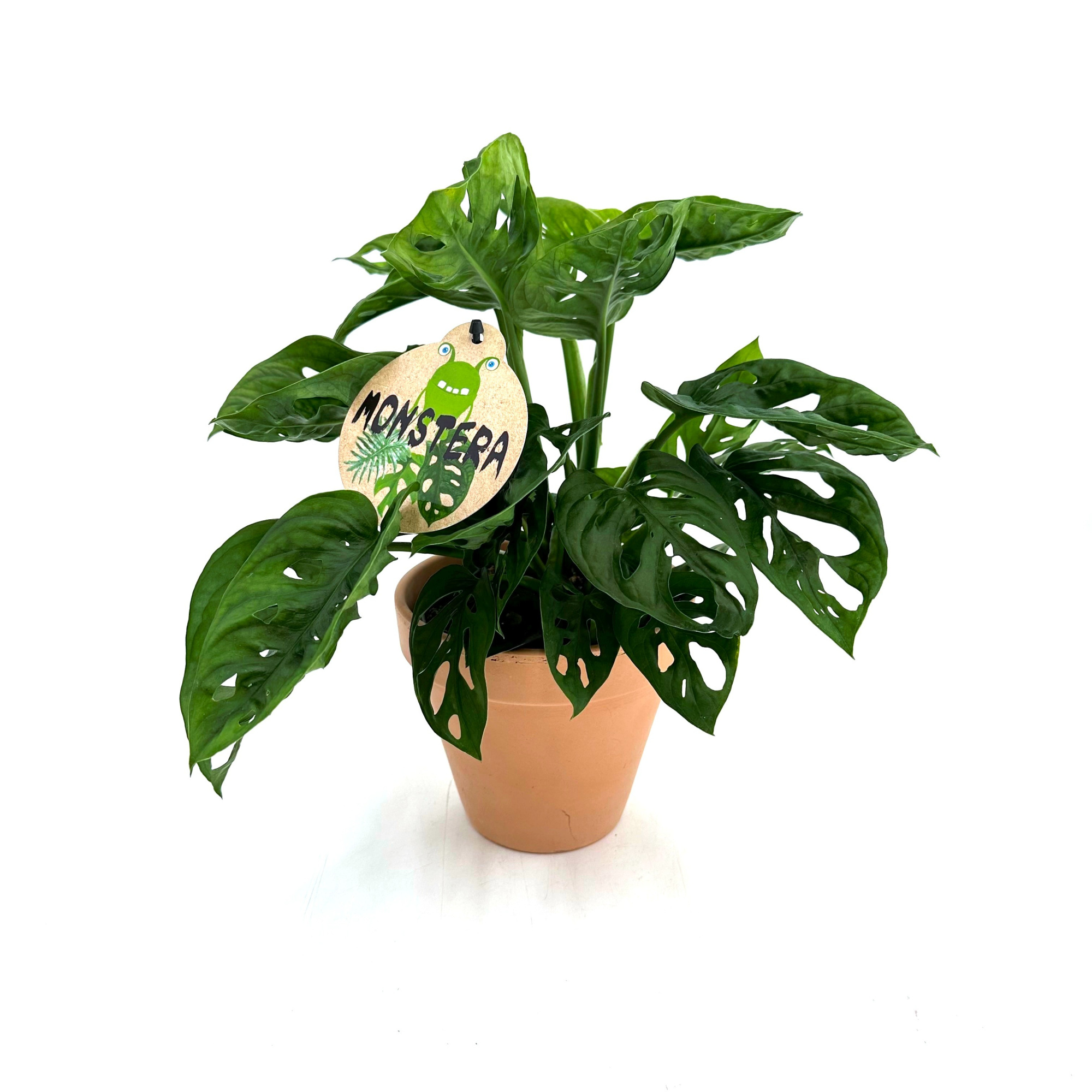 Monstera Obliqua w/dump in claypot, D 13 cm