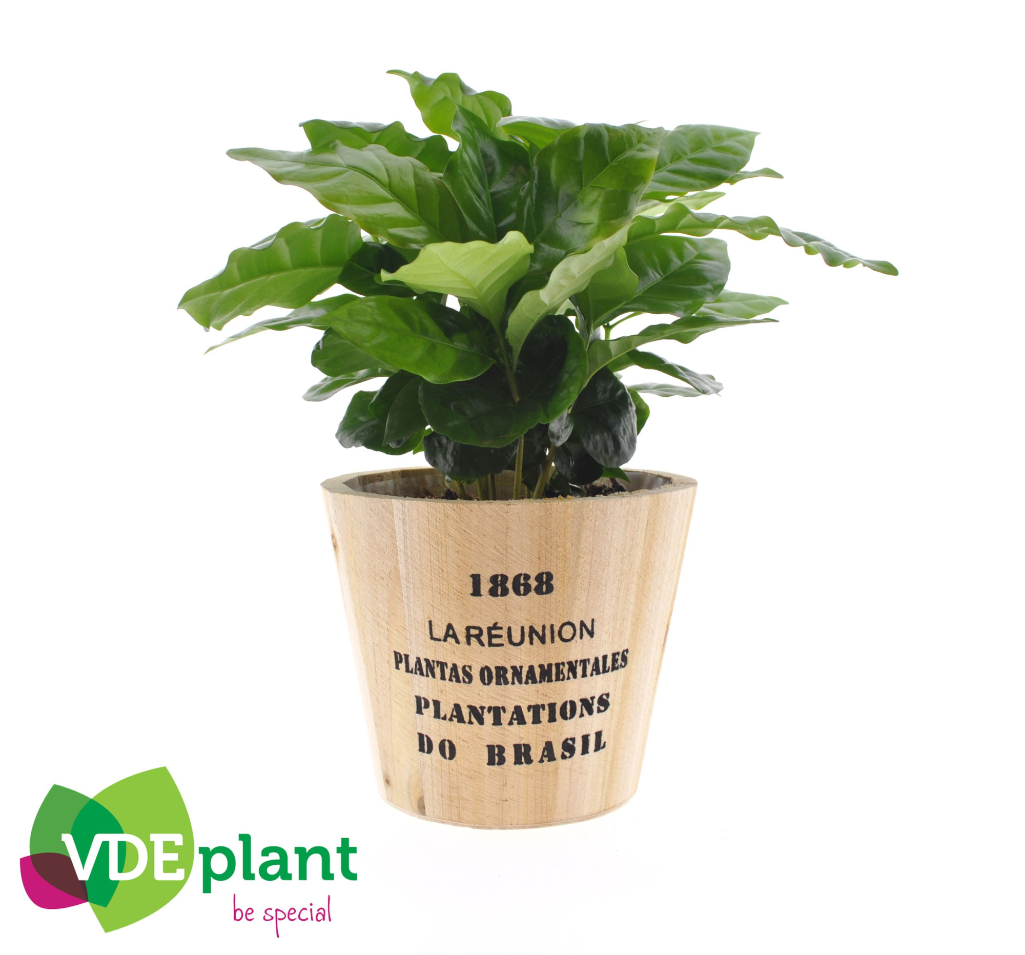 Coffea in Nairobi pot, D 12 cm