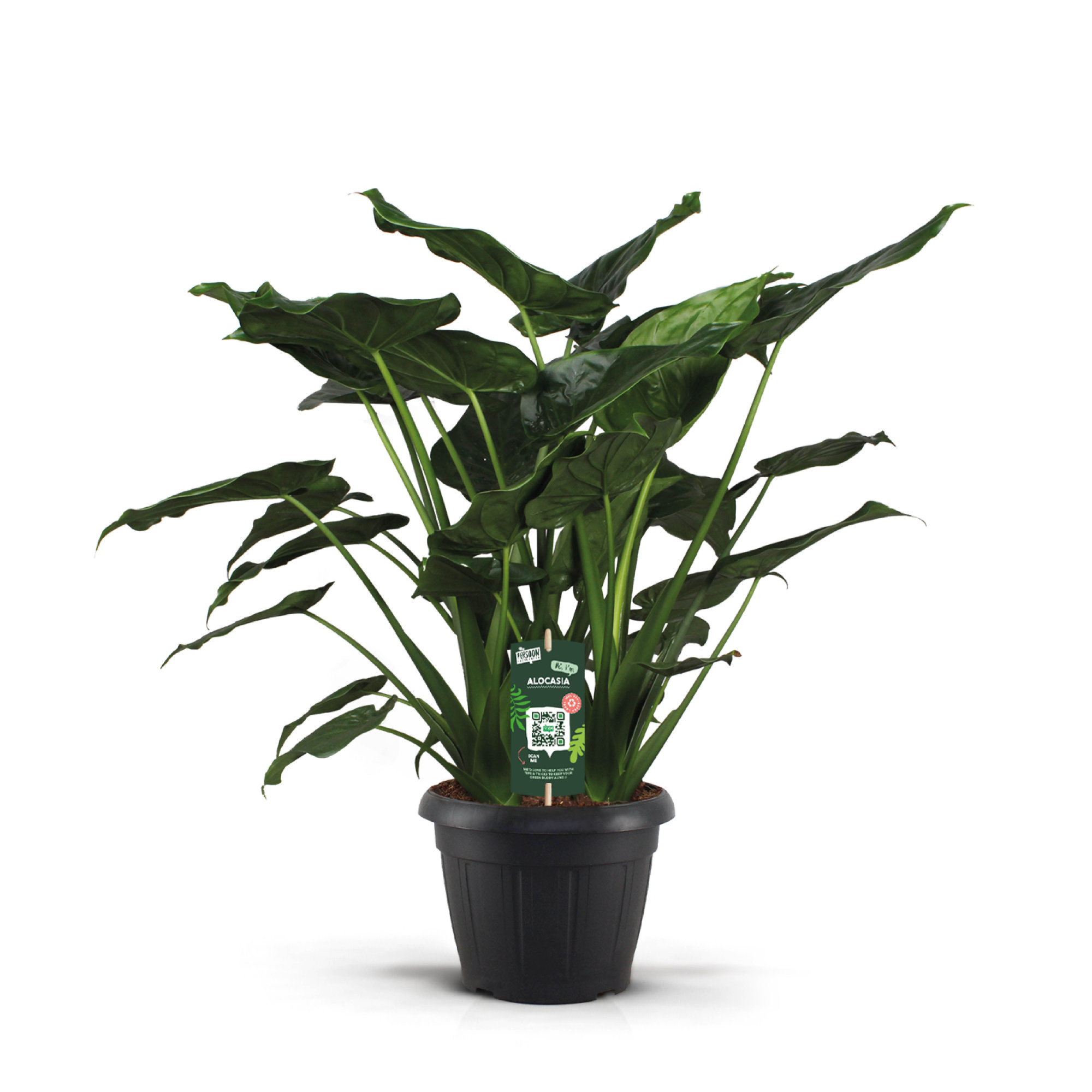 Alocasia Cucullata Decopot, D 35