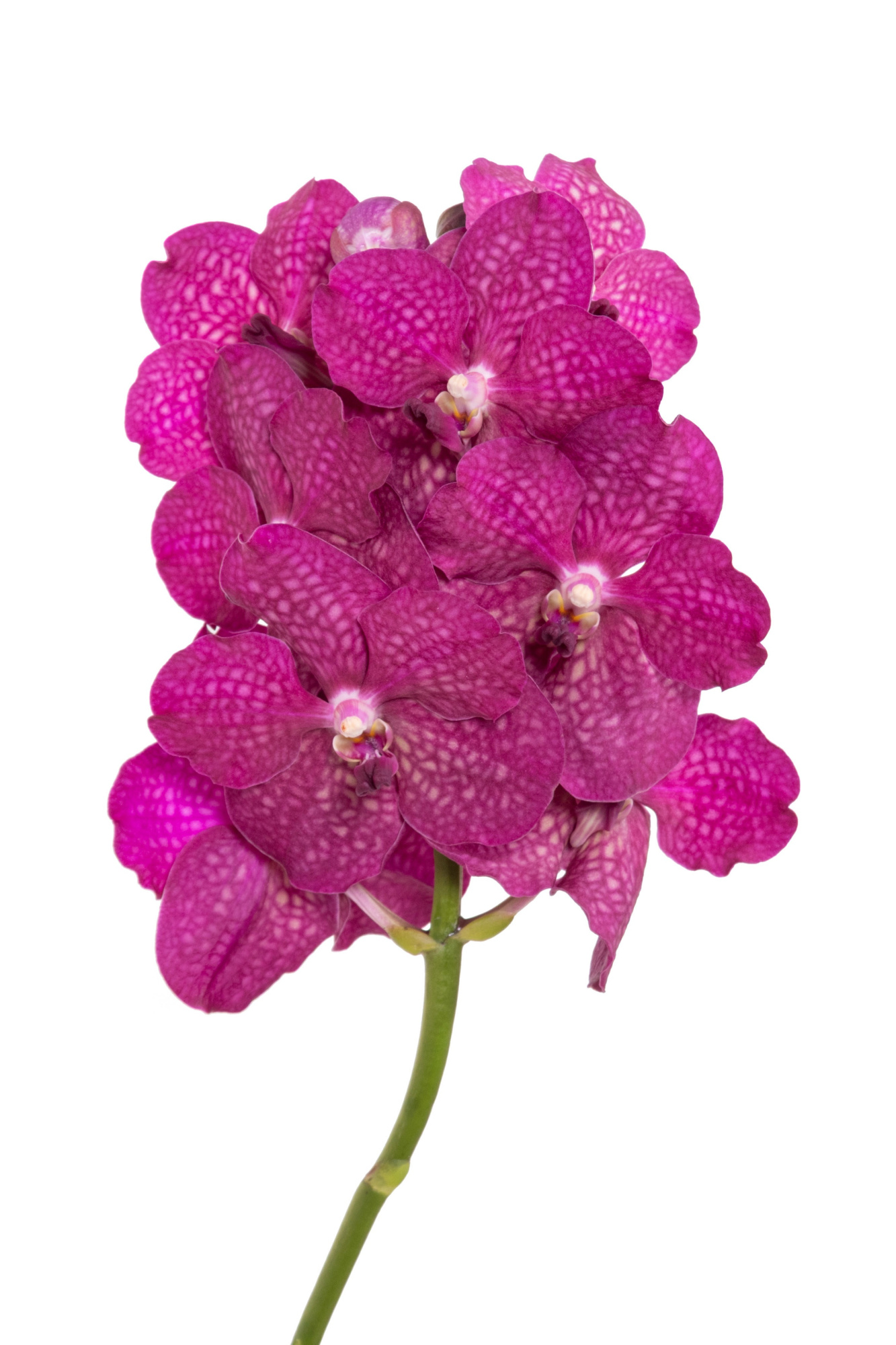 Ванда Сунанда Мэджик Фуксия x16, шт.