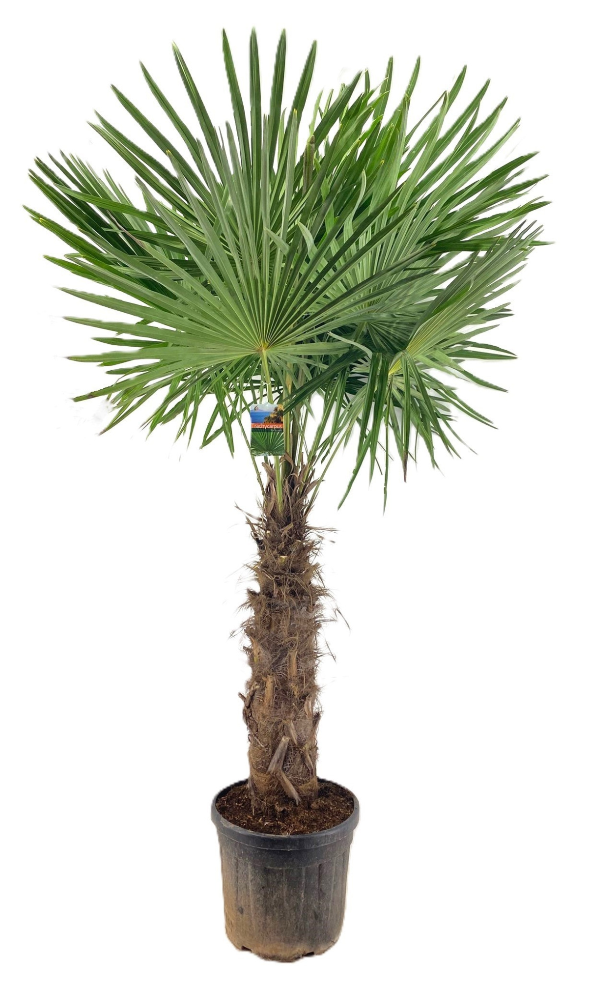 Trachycarpus fortunei, D 46