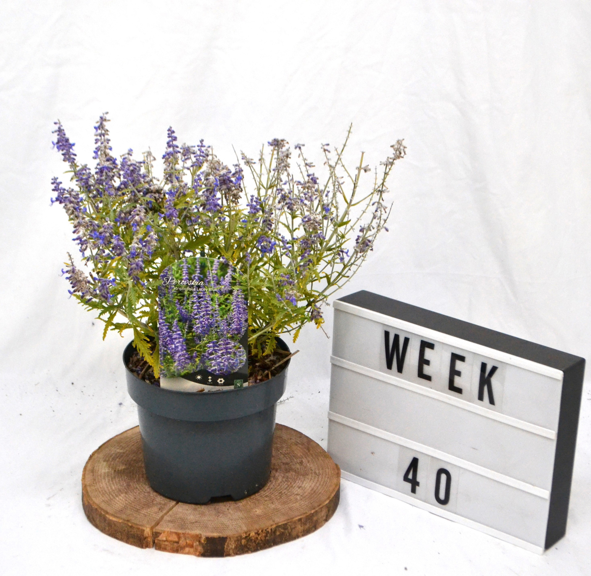 Perovskia atripl. Lacey Blue C3, D 19 cm
