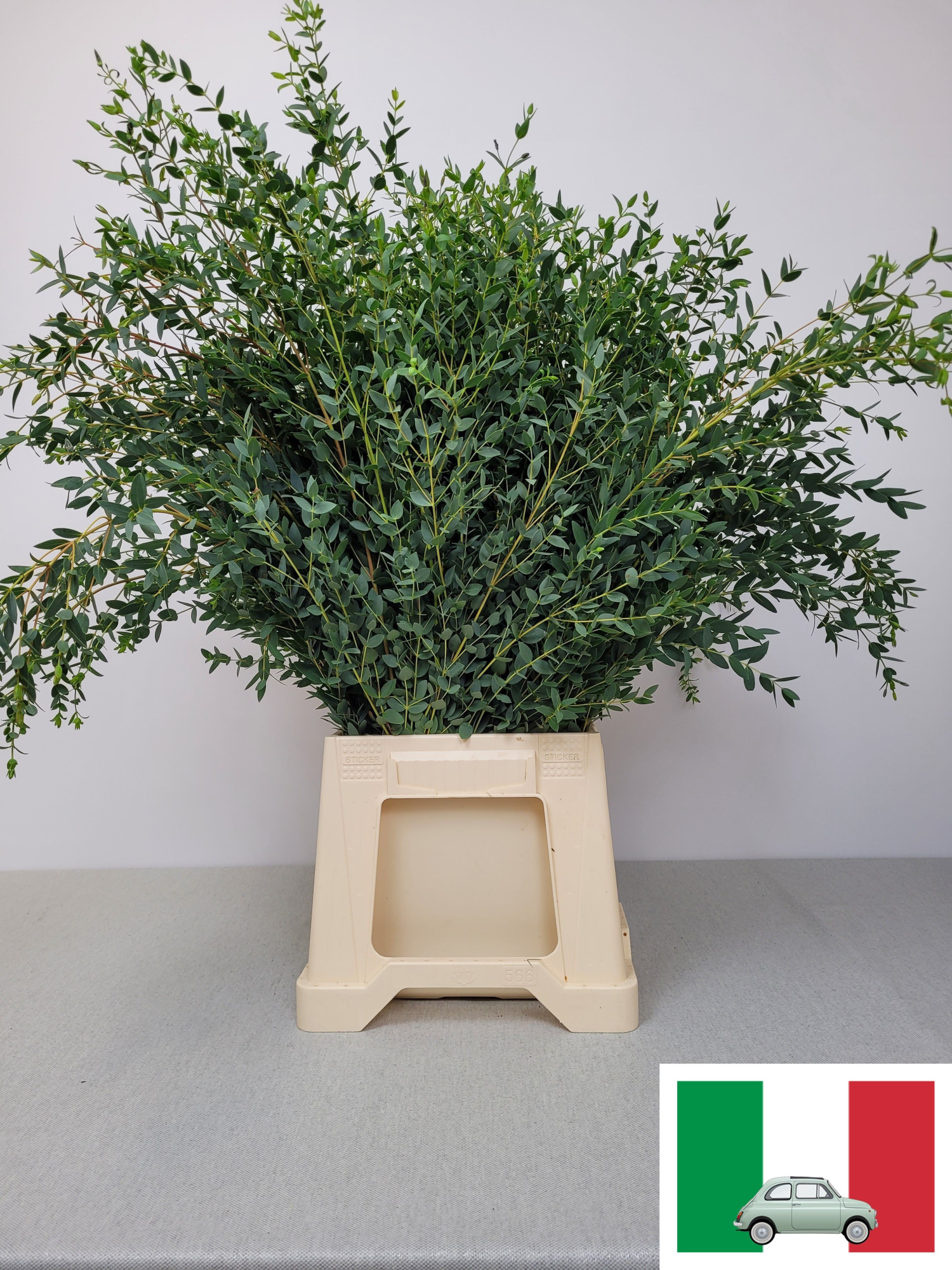 Эвкалипт Парвифолия за пучок 70, пуч.