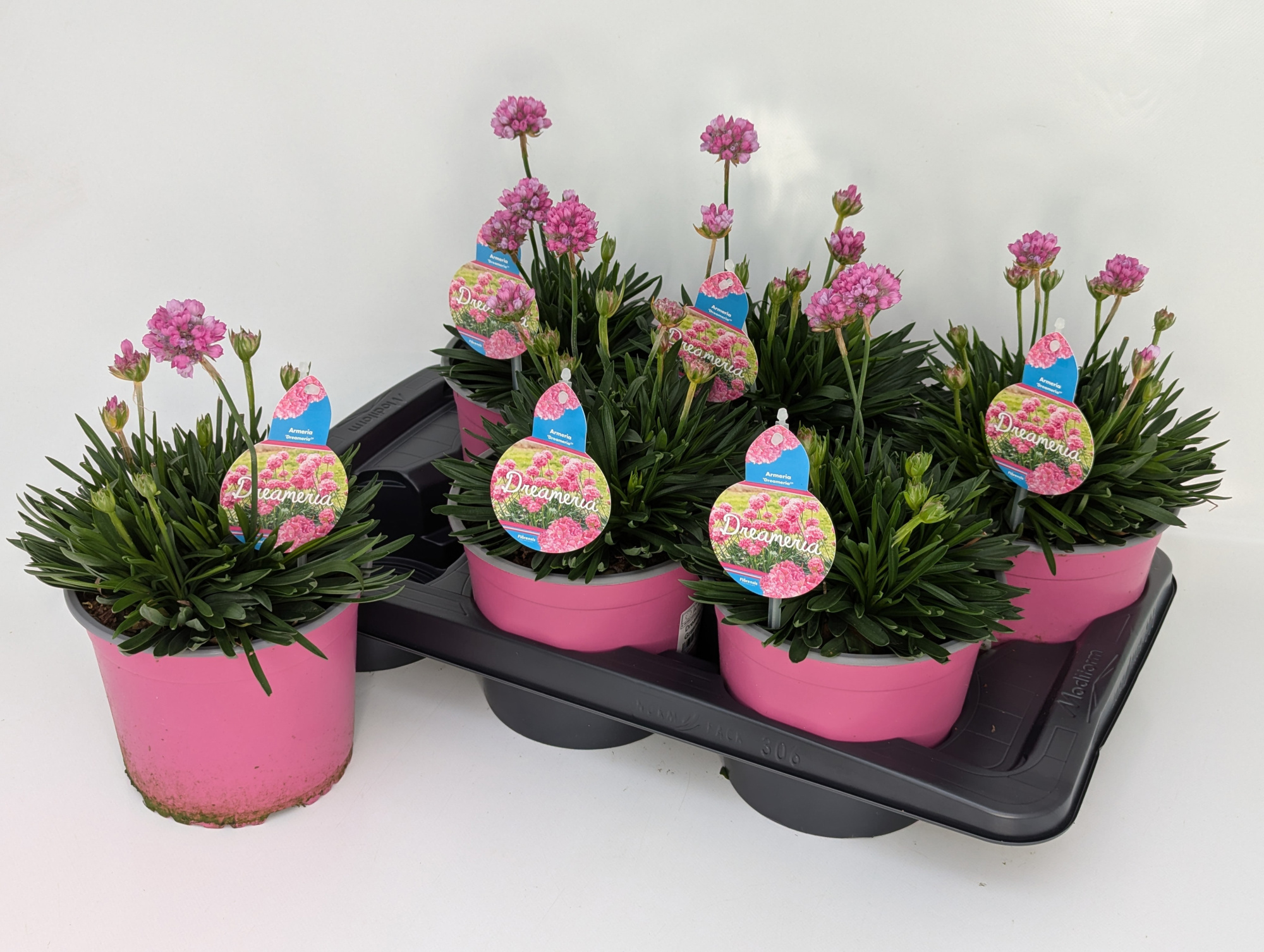 Armeria Dreameria Mix T17 - Daydream, D 17