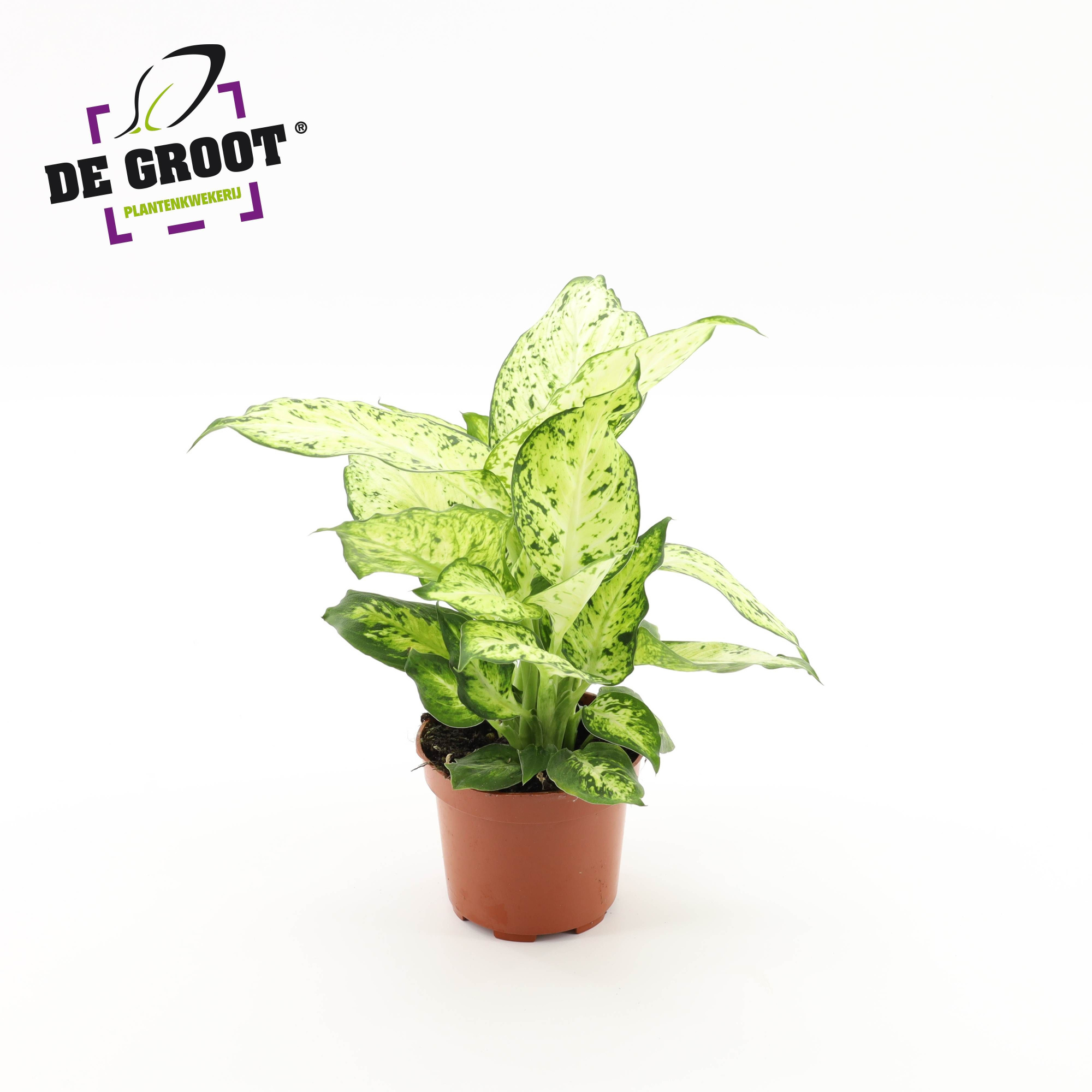 Dieffenbachia "Amy", D 12