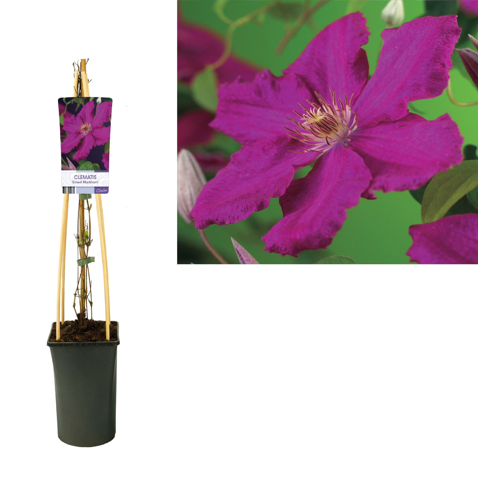 Clematis 'Ernest Markham' +light label, D 17 cm