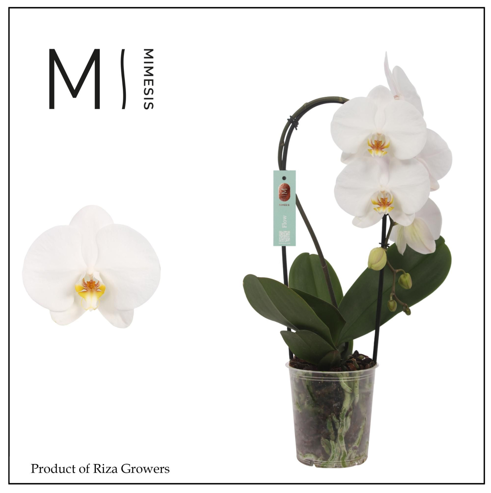 Phalaenopsis Flow White 1 spike - 9cm | Mimesis, D 9 cm