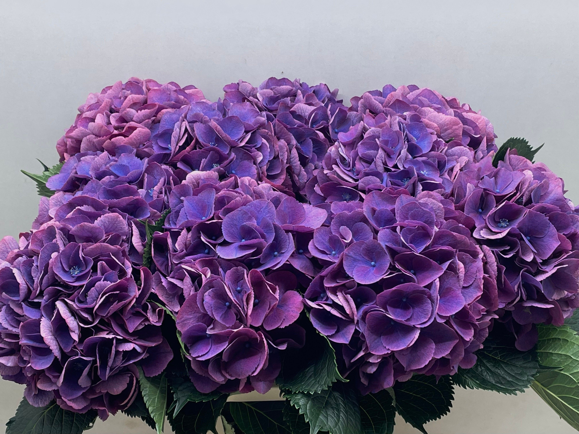 Гортензия Роял Опера 60, шт.