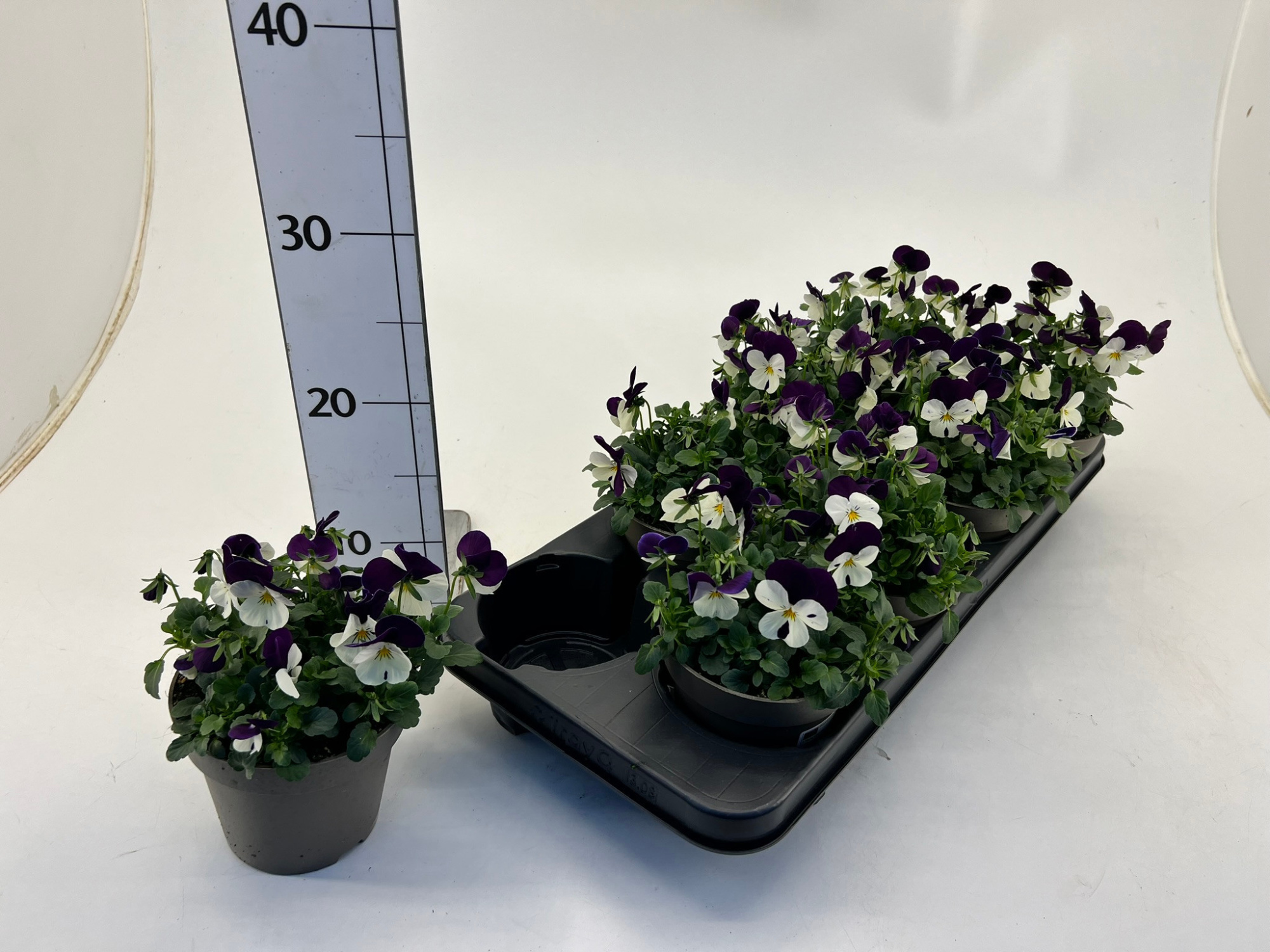 Viola cornuta purple/white, D 13