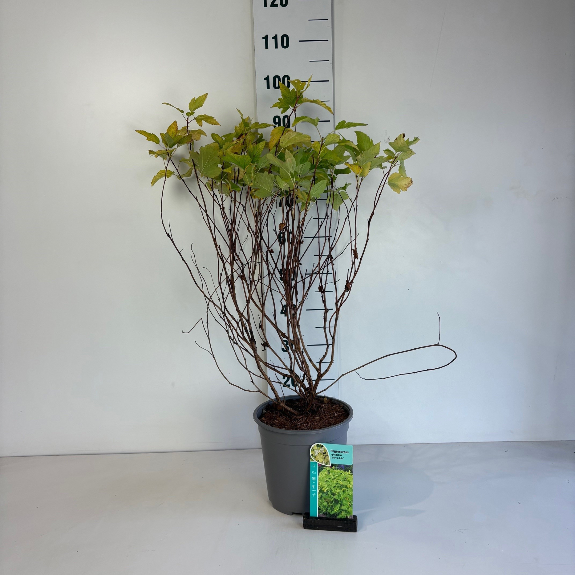 Physocarpus opulifolius Dart's Gold, D 24