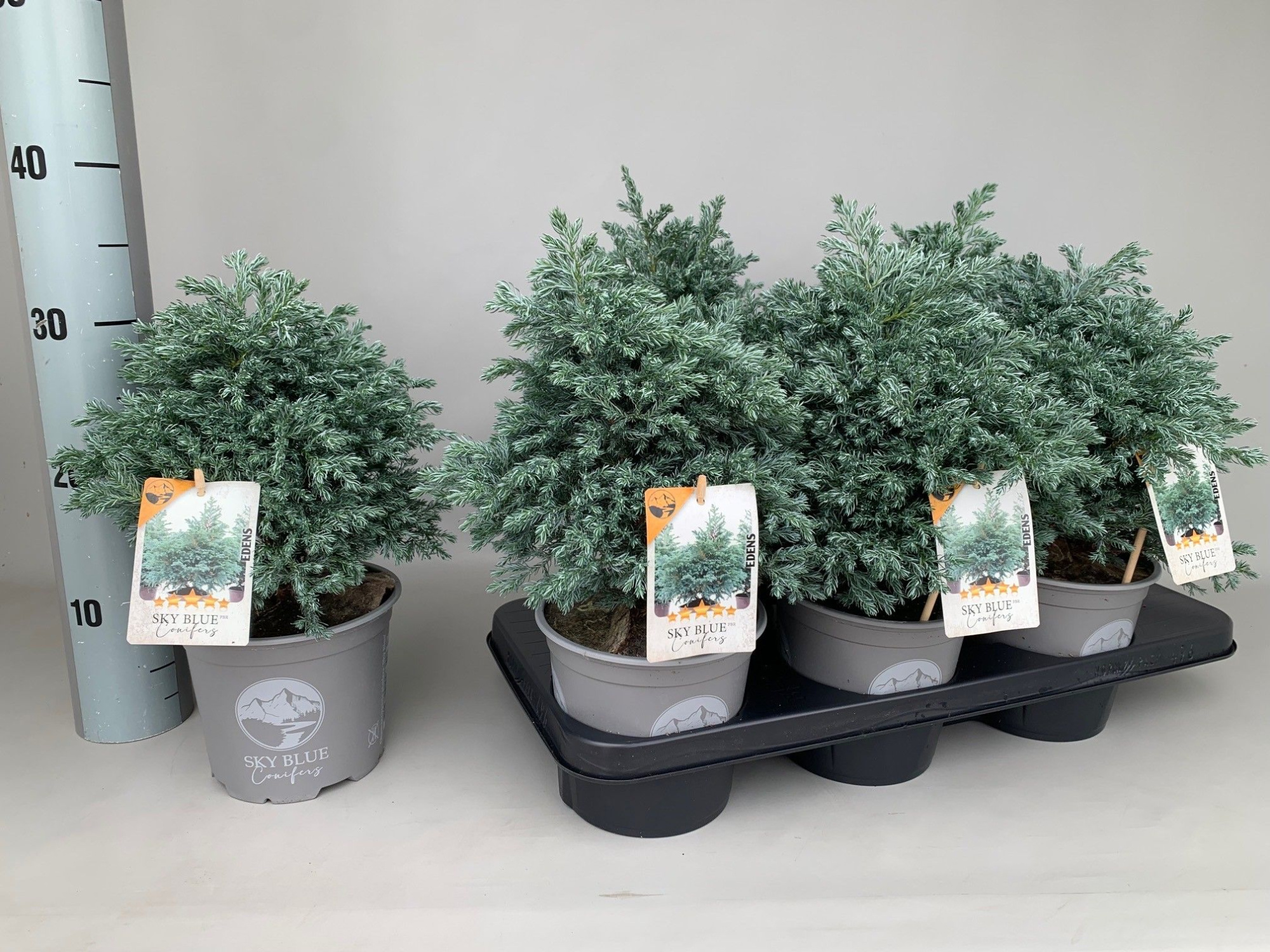 Chamaecyparis Pisifera Sky Blue P15, D 15 cm