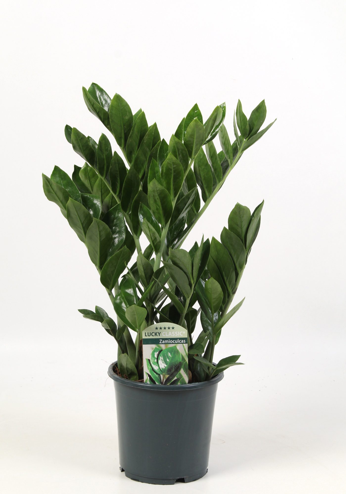 Zamioculcas Lucky Classic 7+ veren, D 17