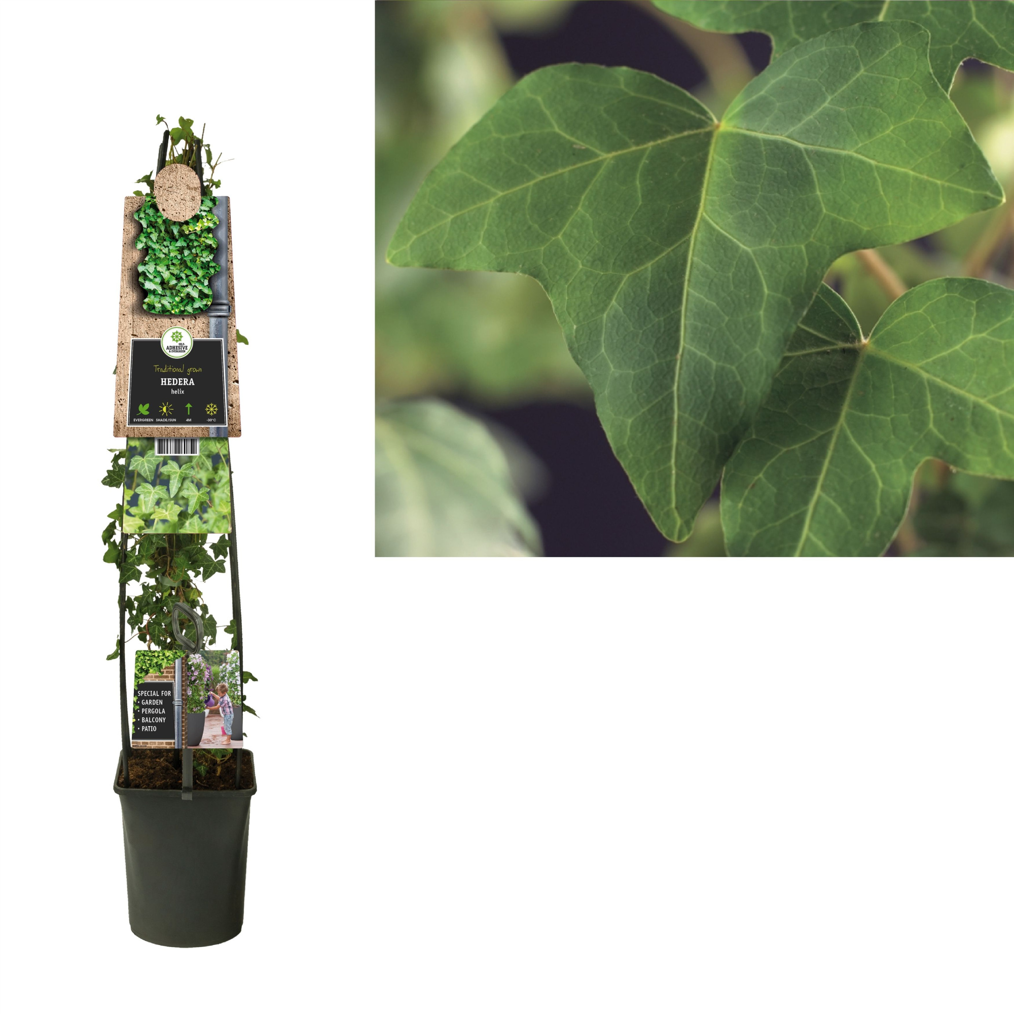 Hedera helix +3.0 label, D 23 cm