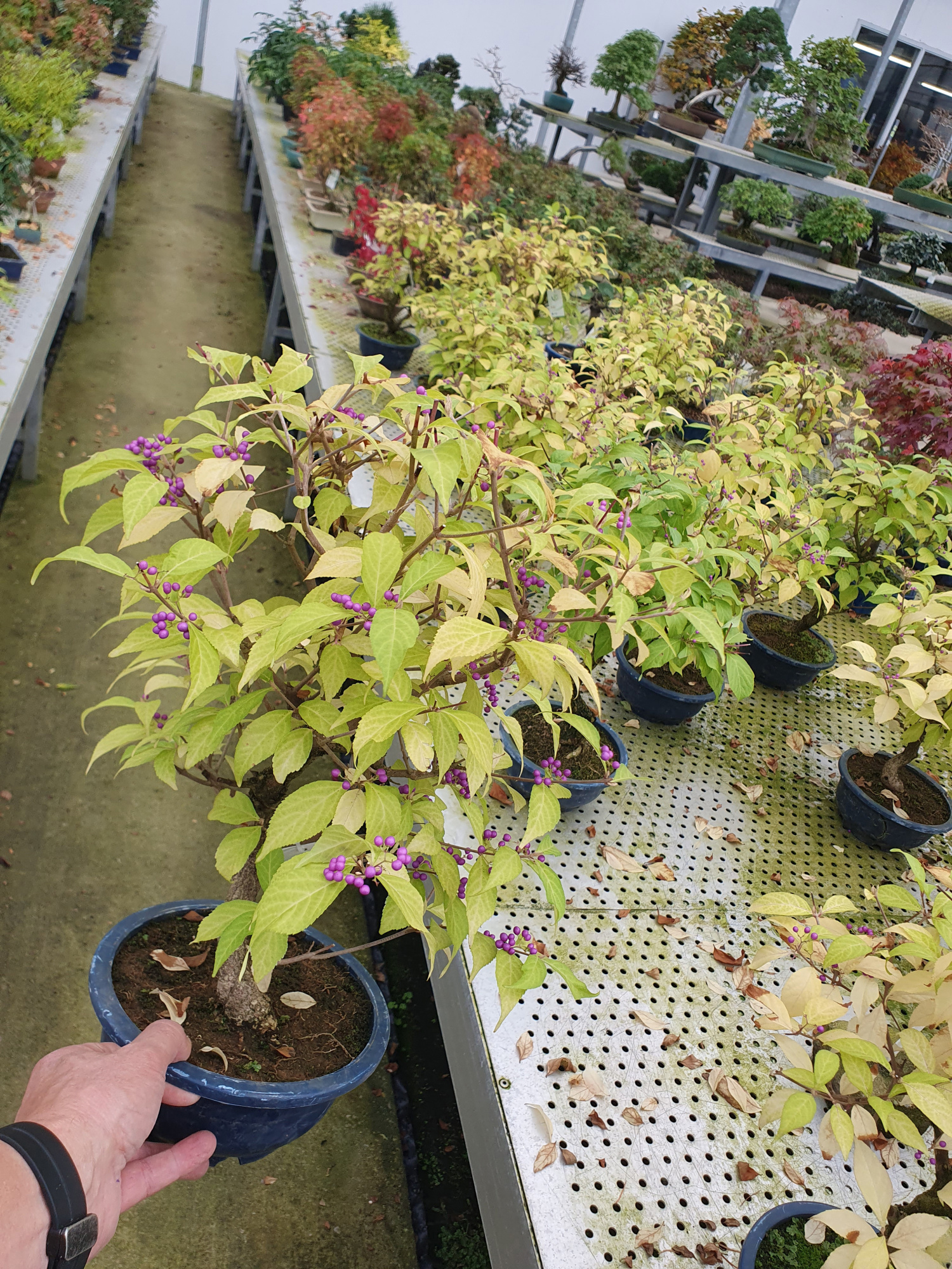 Callicarpa japonica, trainingspot 19cm., D 19 cm