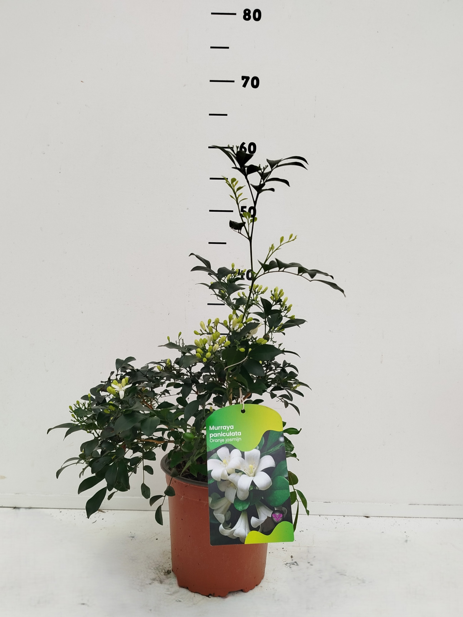 Murraya paniculta, D 17