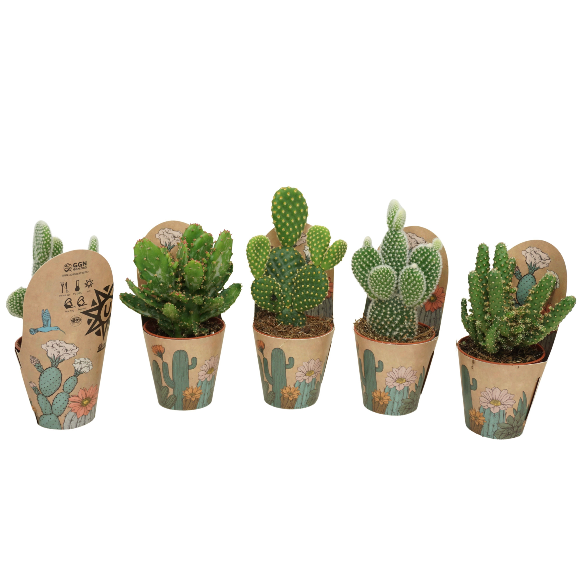 Opuntia mix 5,5 cm in Ubink potcover, D 5,5 cm