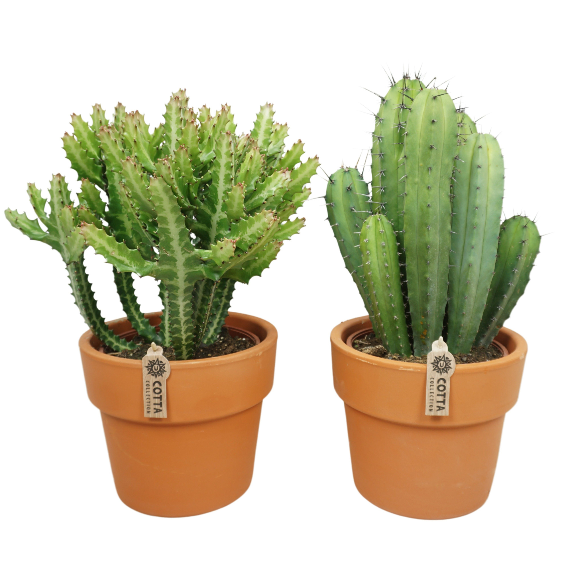 Cactus mix in 25 cm 'Terracotta Kraagpot', D 21 cm