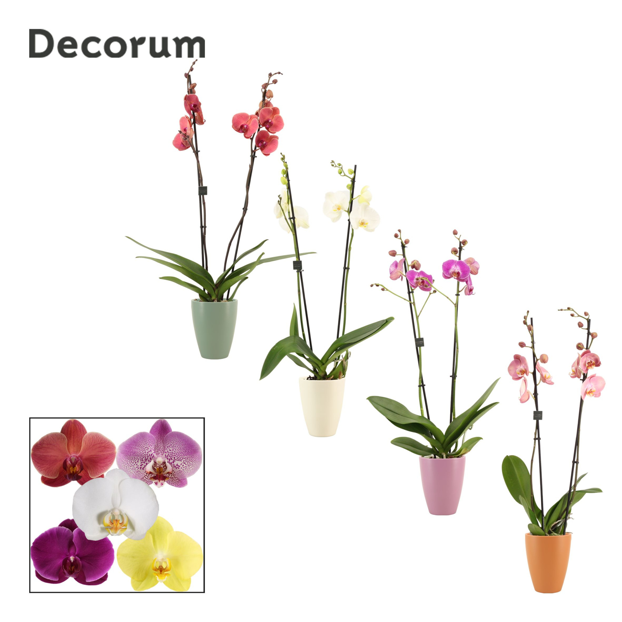 Phalaenopsis 2 tak 16+ mix in Carly (Craft world-collection), D 12