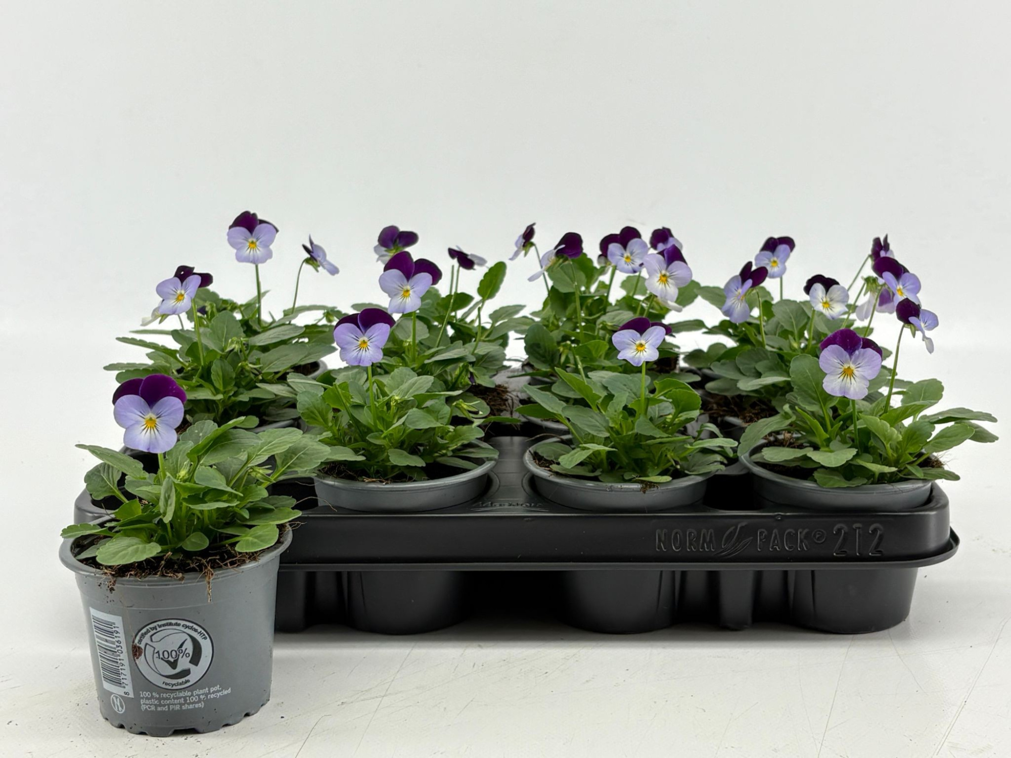 Viola Cornuta Lilac Purple-Wing, D 9 cm