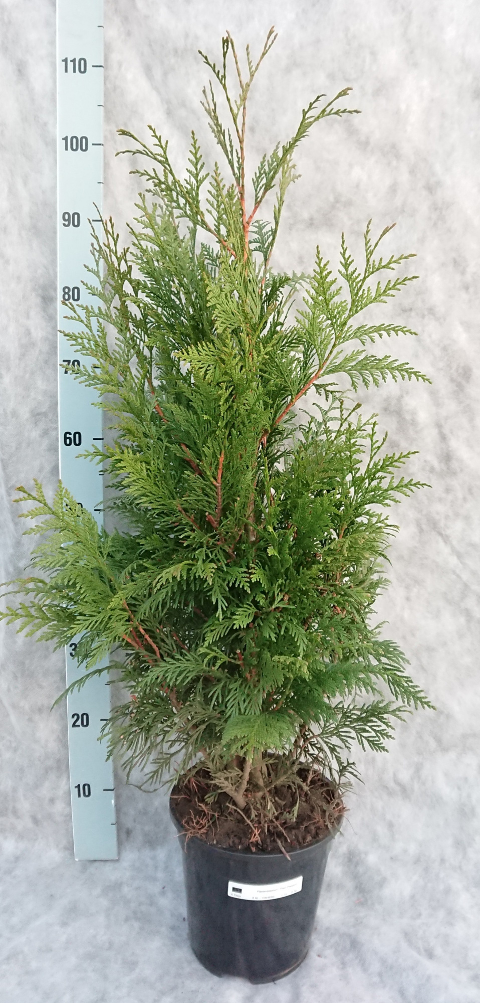 Thuja plicata Excelsa 95, D 21