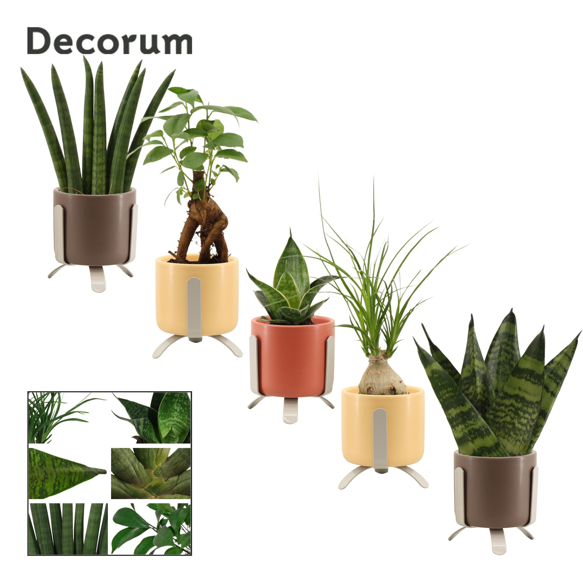 Groenmix mini in Luca (Nature Love-collection), D 6 cm