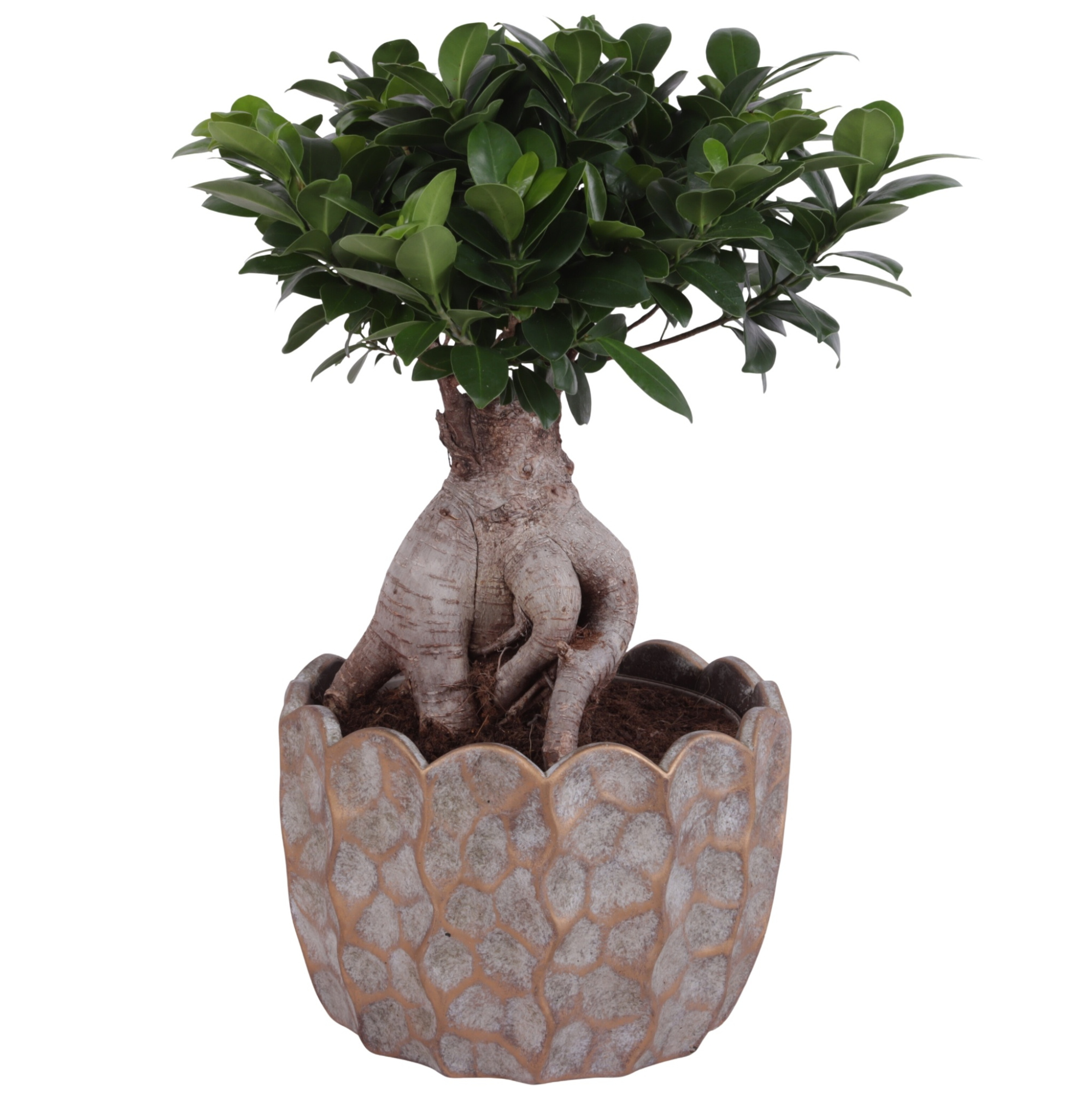 Ficus m. Ginseng Ball Shape Ø22cm in Ø26cm Ceramic PL670, D 26