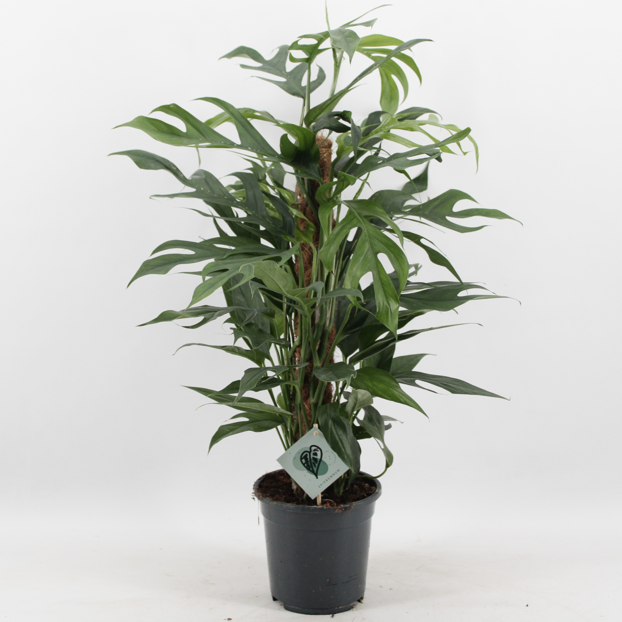 Epipremnum Pinnatum Baltic Blue Mosstok, D 17 cm