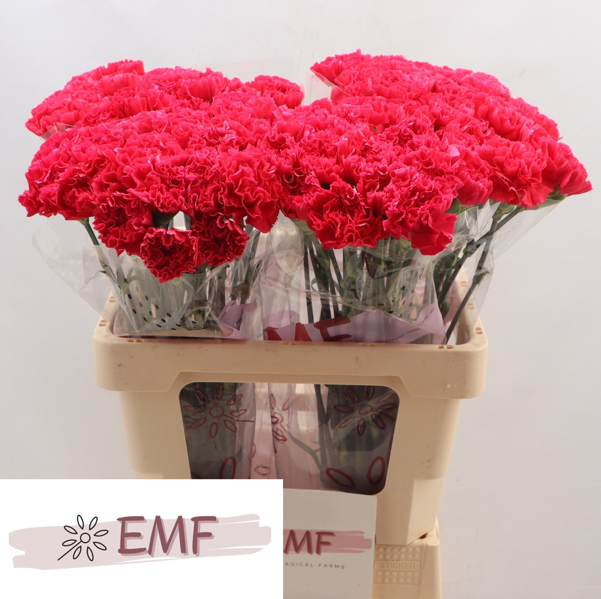 Диантус од. Бизет, шт.